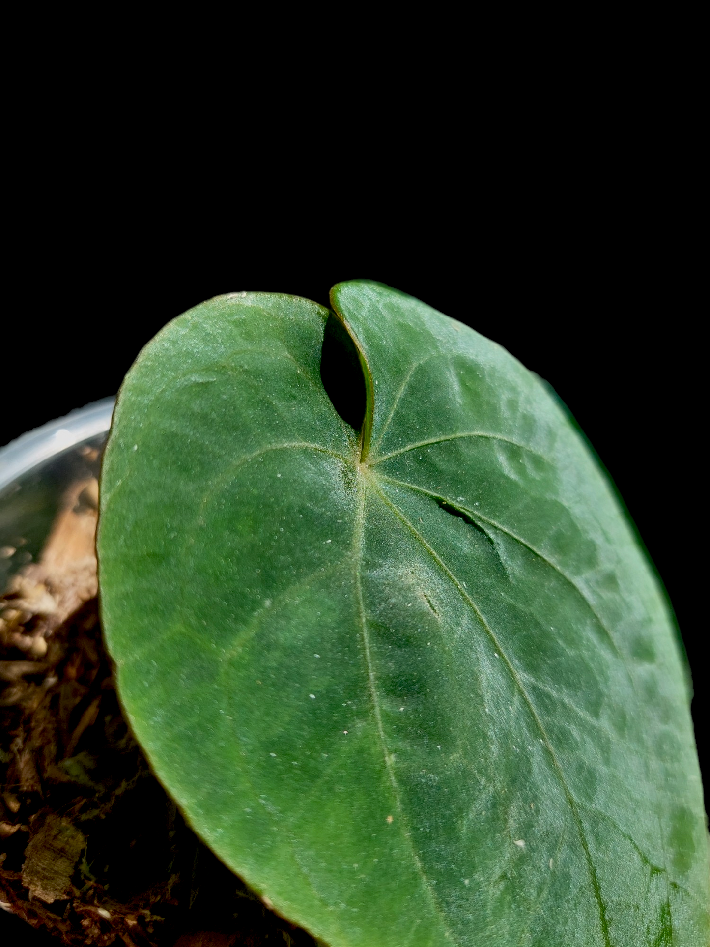 Anthurium Dressleri 'San Blas' Wild Ecotype (EXACT PLANT)