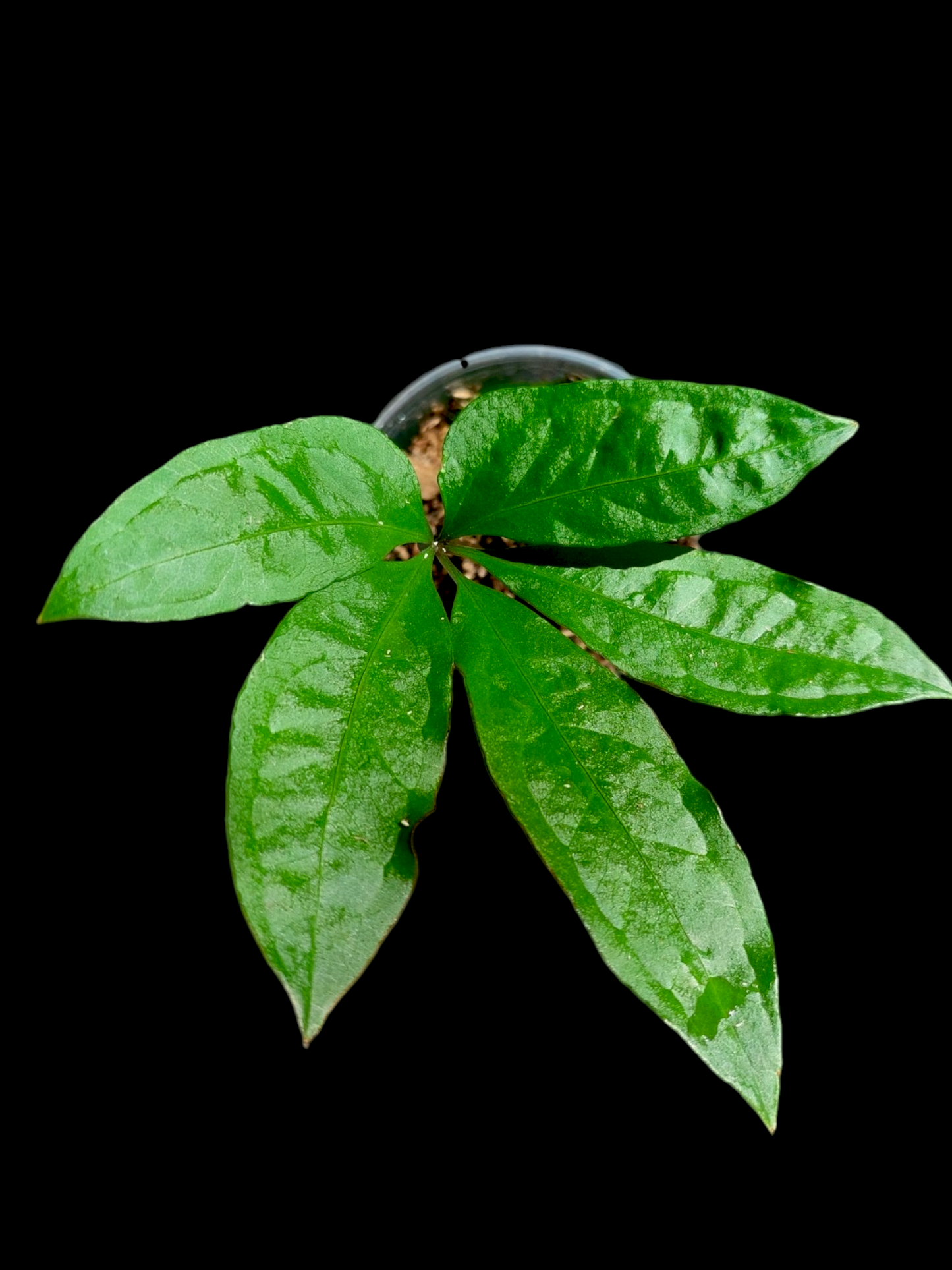 Anthurium sp. 'Emerald Lance' Wild Ecotype (EXACT PLANT)