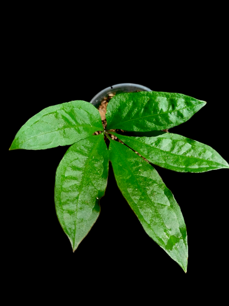 Anthurium sp. 'Emerald Lance' Wild Ecotype (EXACT PLANT) – Amazon Plants  Peru