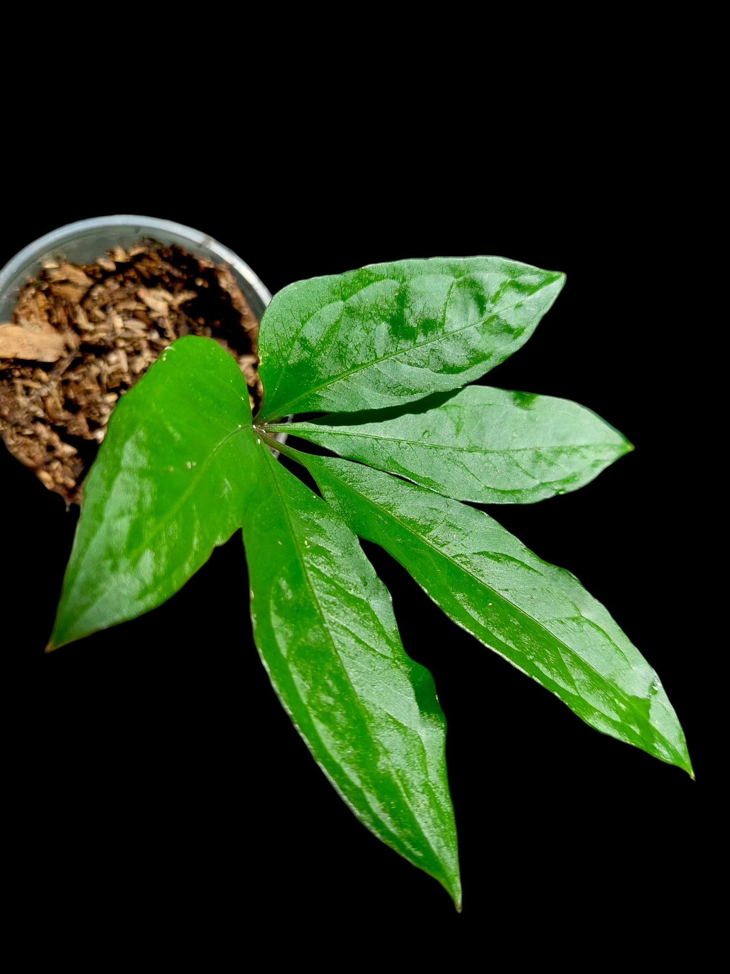 Anthurium sp. 'Emerald Lance' Wild Ecotype (EXACT PLANT)