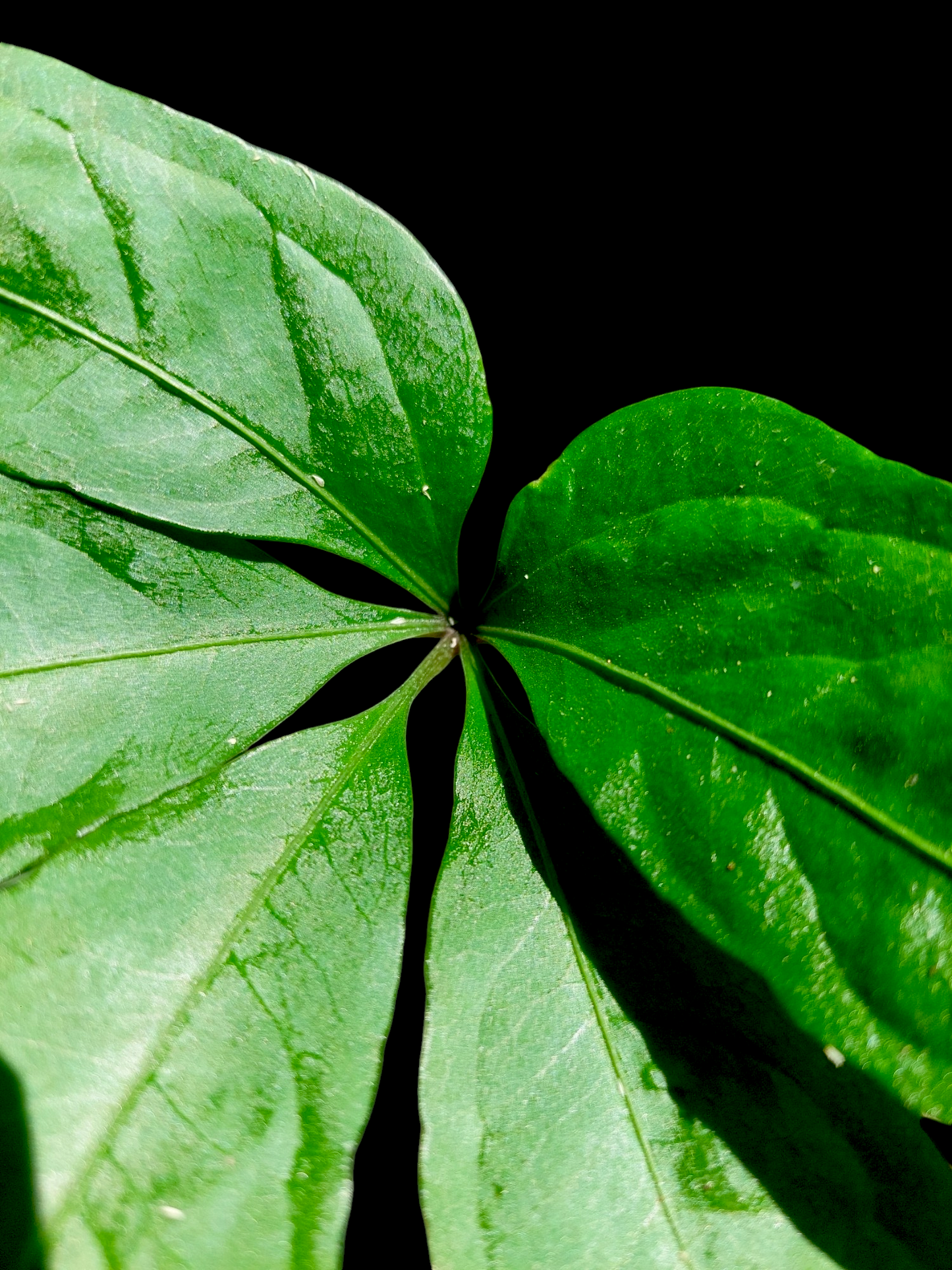 Anthurium sp. 'Emerald Lance' Wild Ecotype (EXACT PLANT)