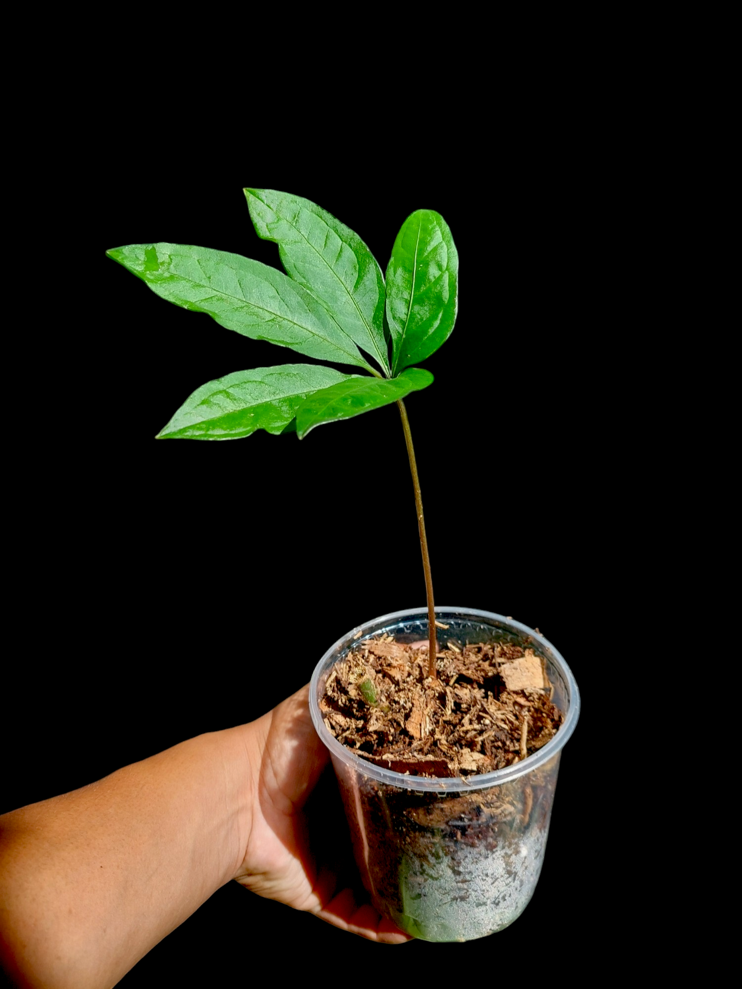 Anthurium sp. 'Emerald Lance' Wild Ecotype (EXACT PLANT)