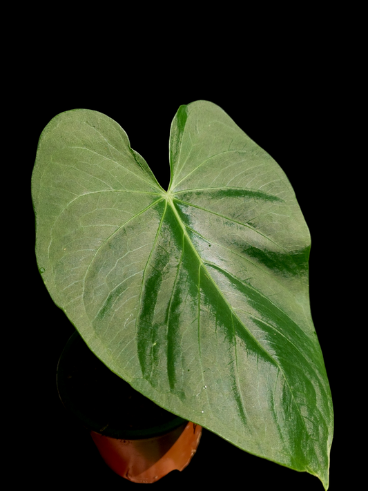 Anthurium sp. "Lush Mountain" Wild Ecotype (EXACT PLANT)