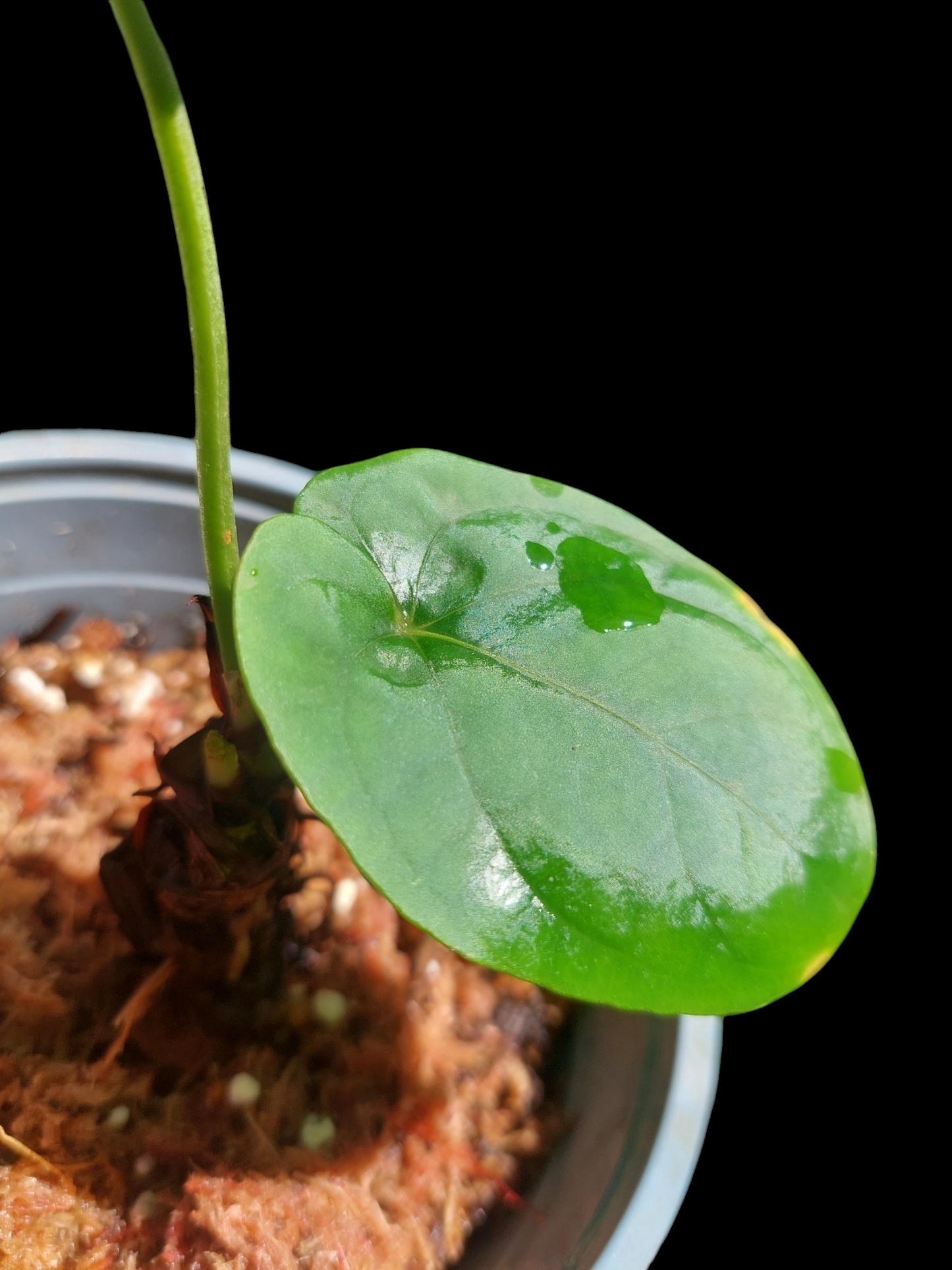 Anthurium Dressleri 'San Blas' Wild Ecotype 2 Leaves (EXACT PLANT)