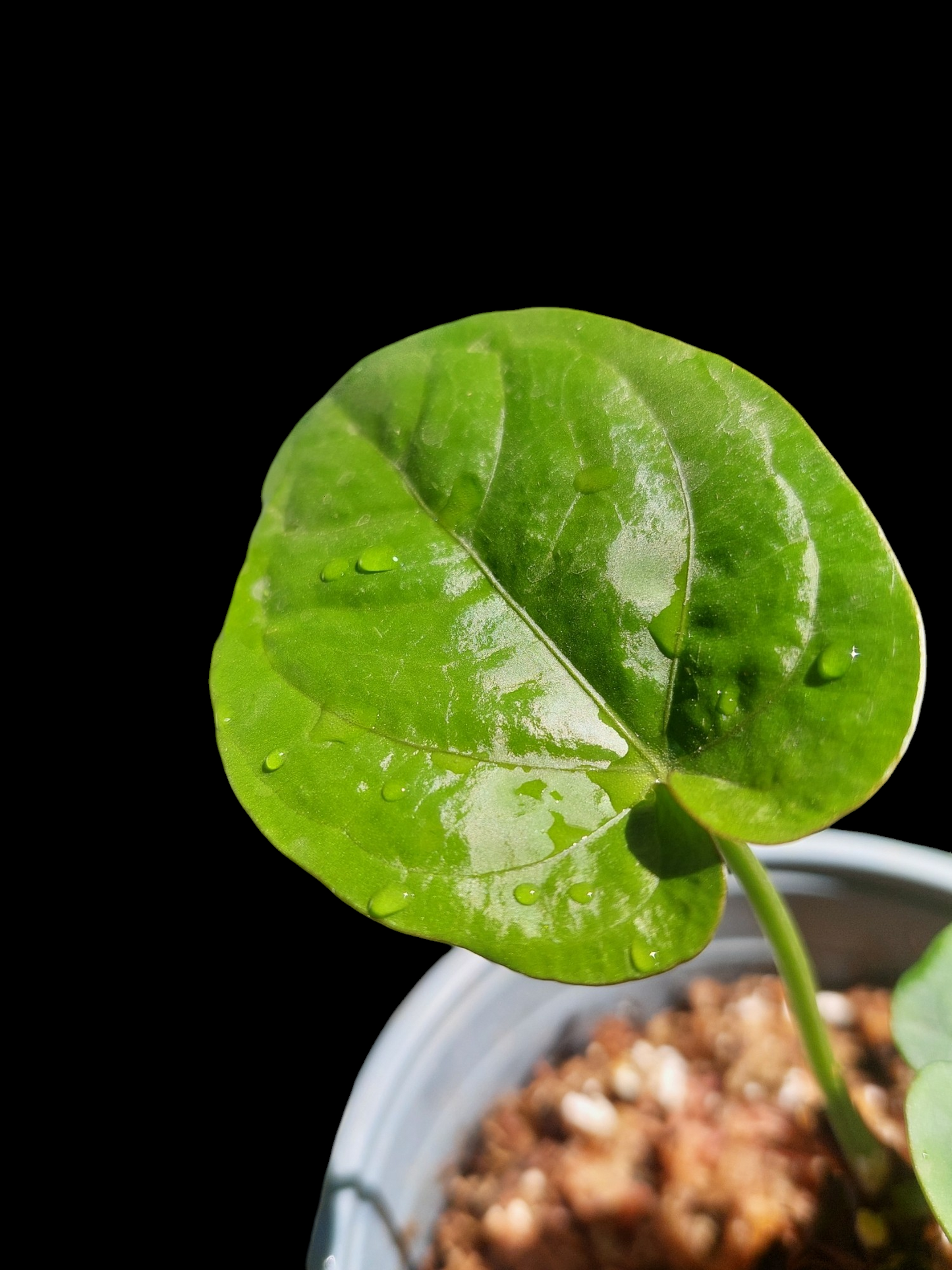 Anthurium Dressleri 'San Blas' Wild Ecotype 2 Leaves (EXACT PLANT)