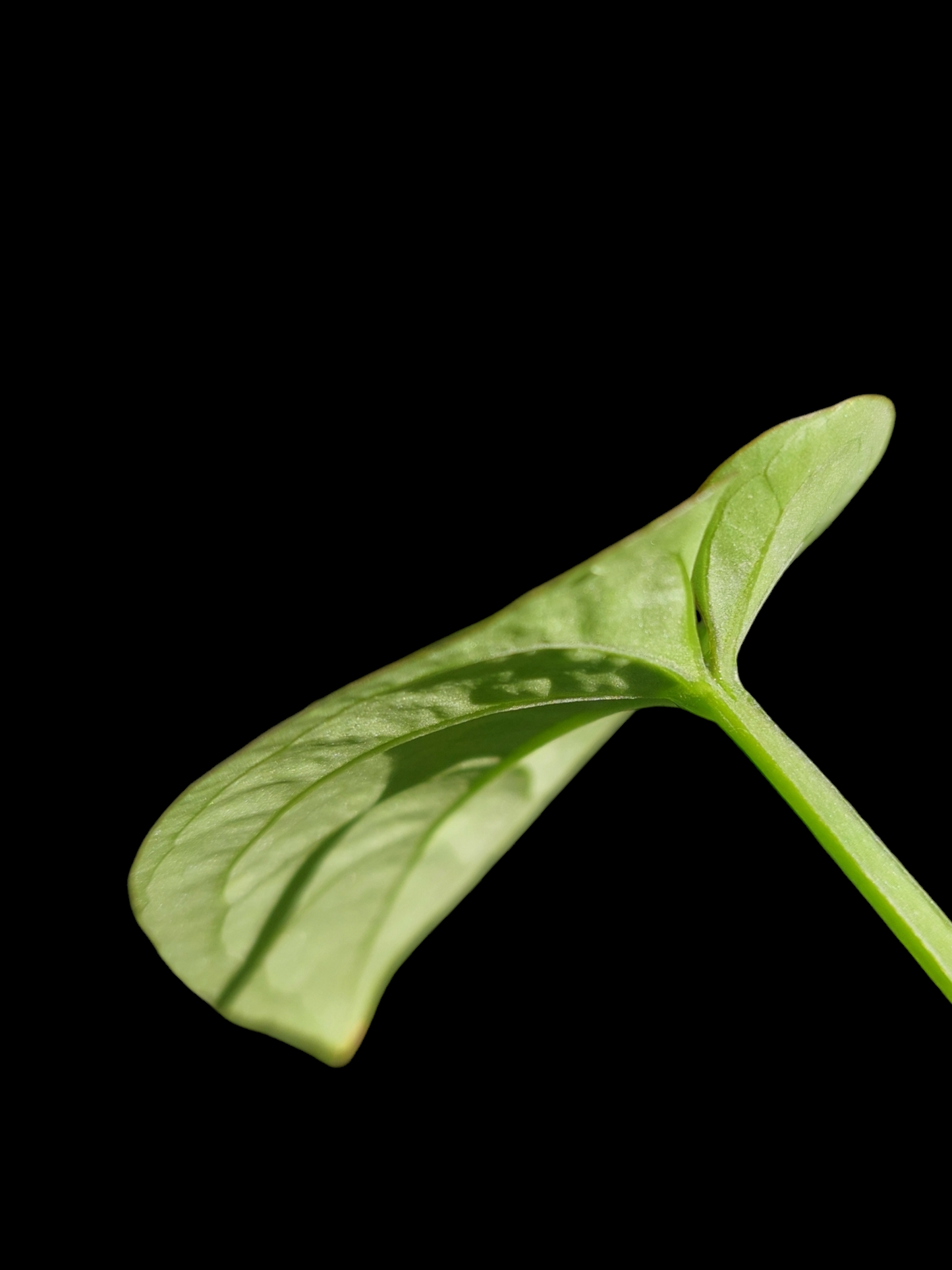 Anthurium Dressleri 'San Blas' Wild Ecotype 2 Leaves (EXACT PLANT)