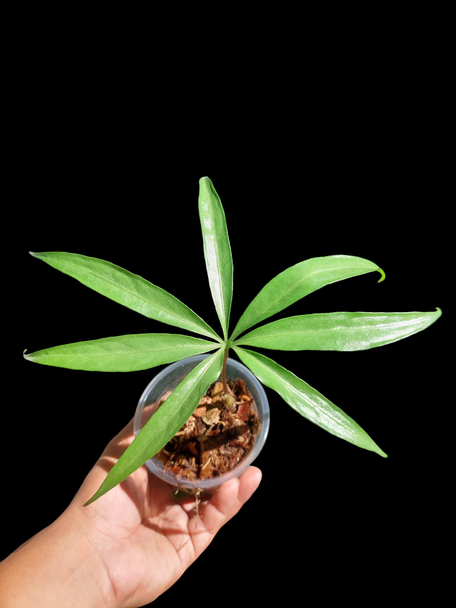 anthurium croatii Anthurium Croatii Peru Ecotype (EXACT PLANT)