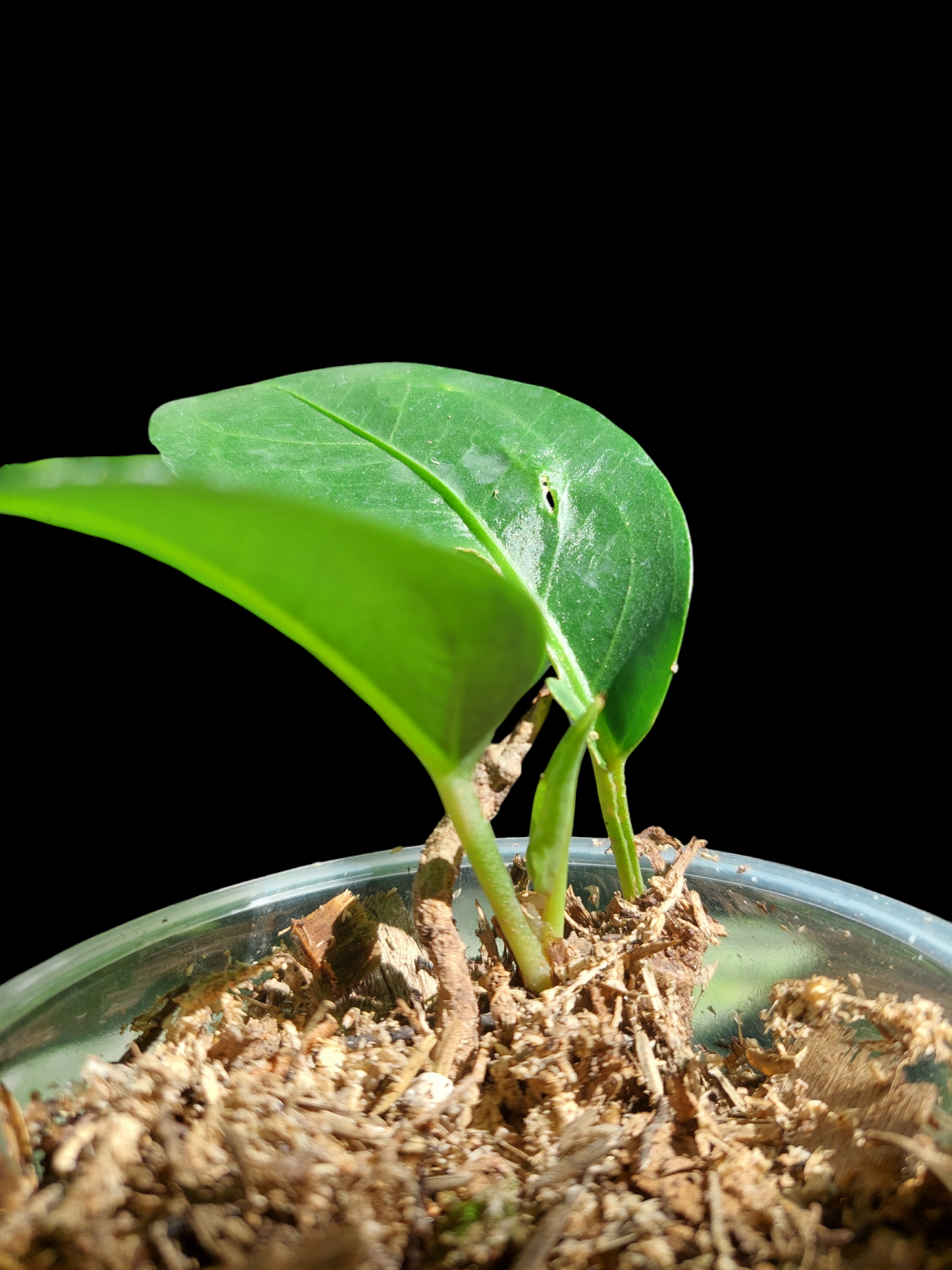 Anthurium sp. 'Little Green Veil' (EXACT PLANT)