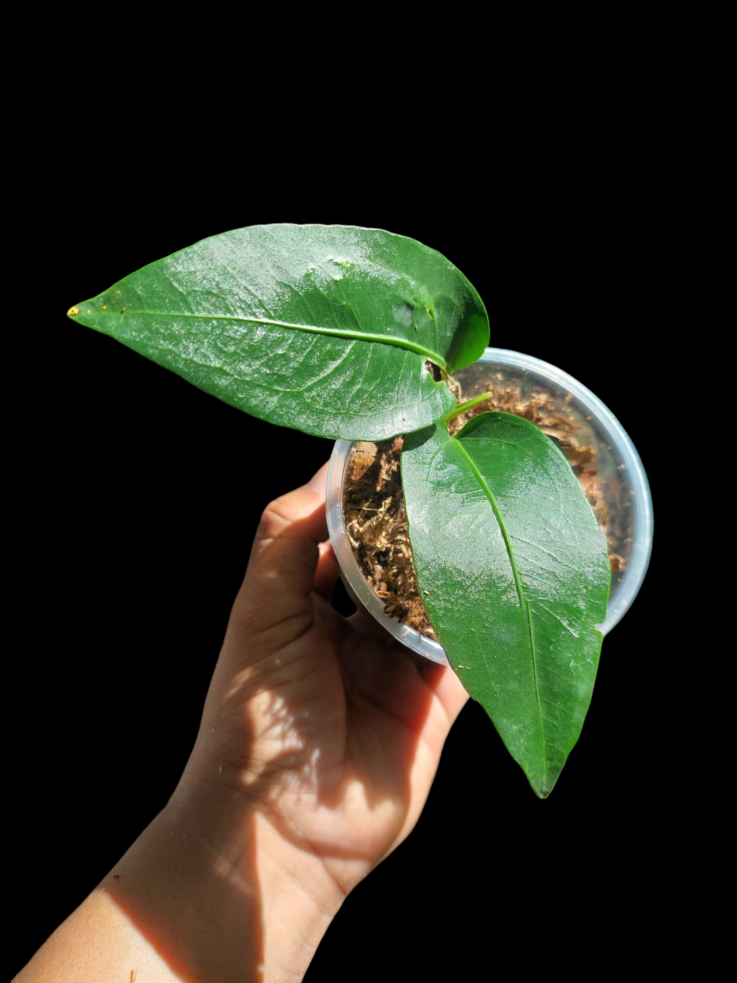 Anthurium sp. 'Little Green Veil' (EXACT PLANT)