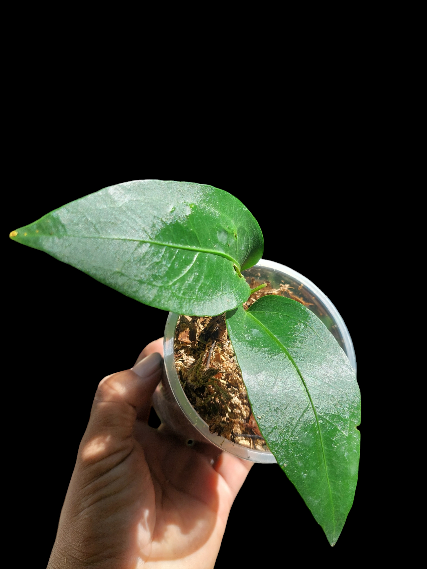 Anthurium sp. 'Little Green Veil' (EXACT PLANT)