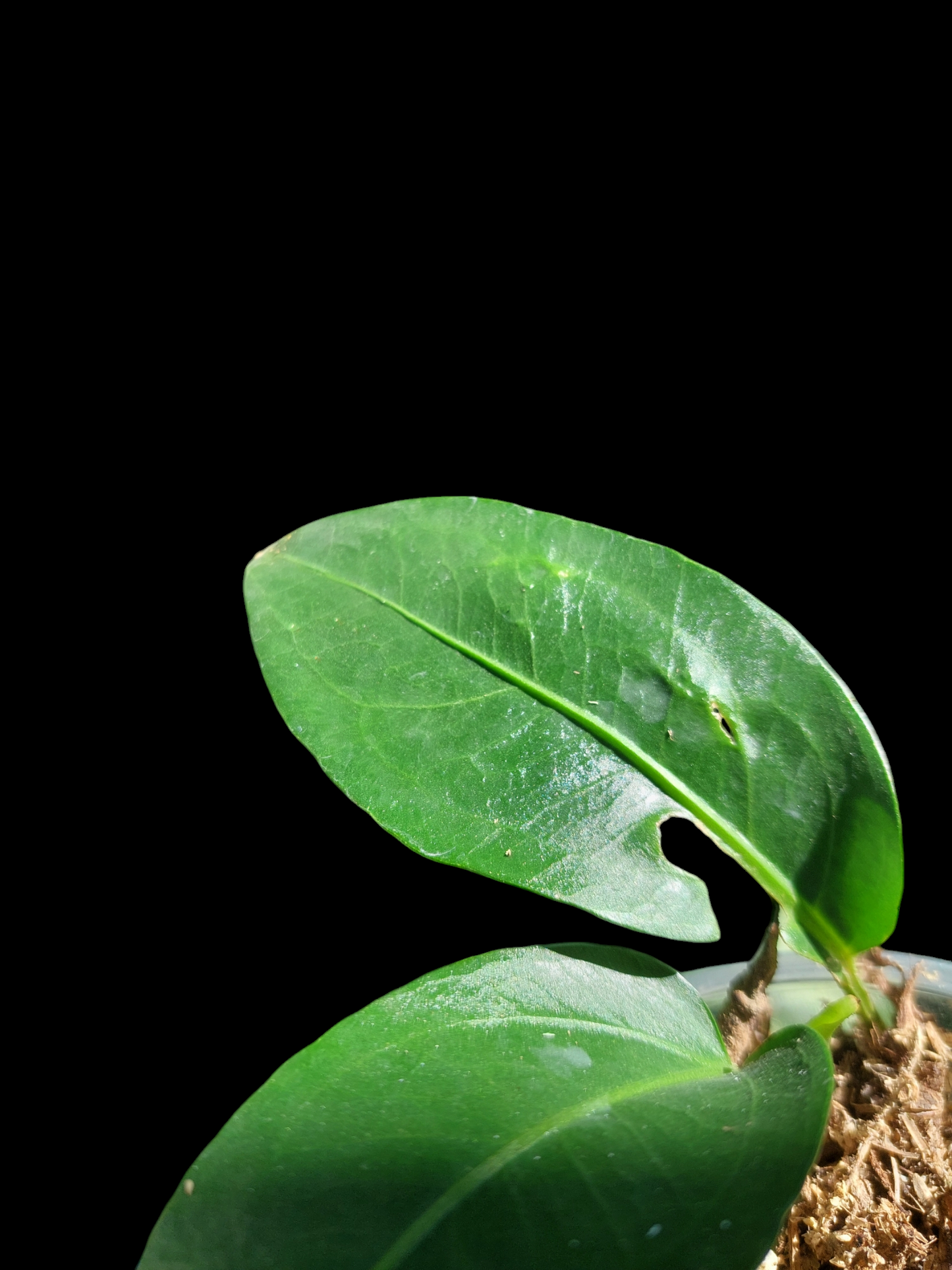 Anthurium sp. 'Little Green Veil' (EXACT PLANT)