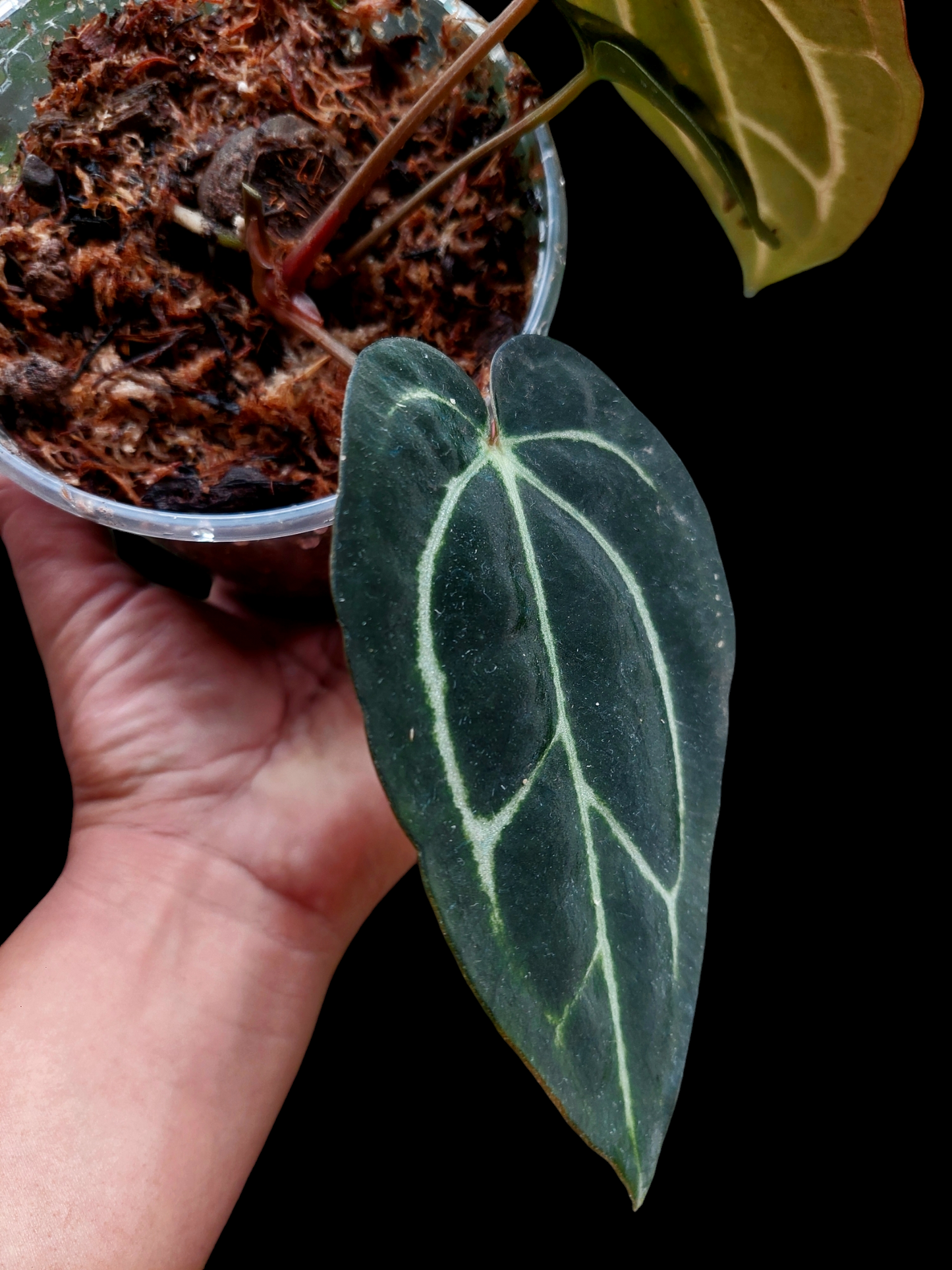 Anthurium Carlablackiae SLIM Type (EXACT PLANT)