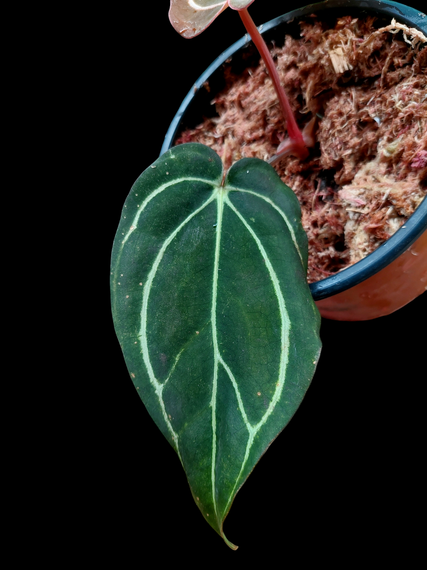 Anthurium Carlablackiae SLIM Type (EXACT PLANT)