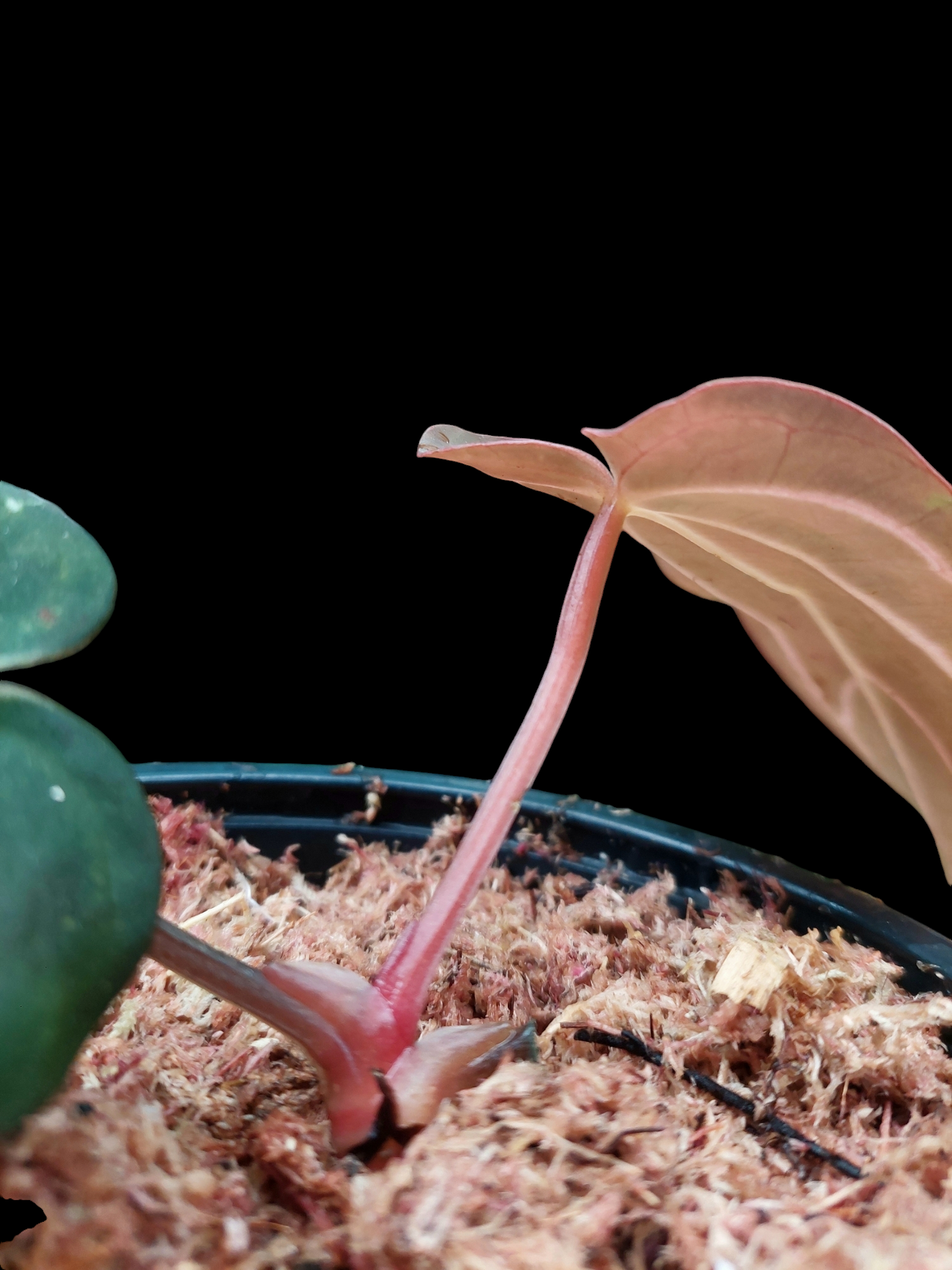 Anthurium Carlablackiae SLIM Type (EXACT PLANT)