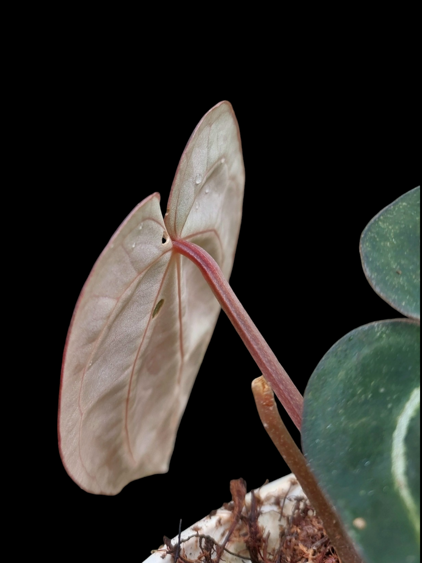 Anthurium Carlablackiae SLIM Type (EXACT PLANT)