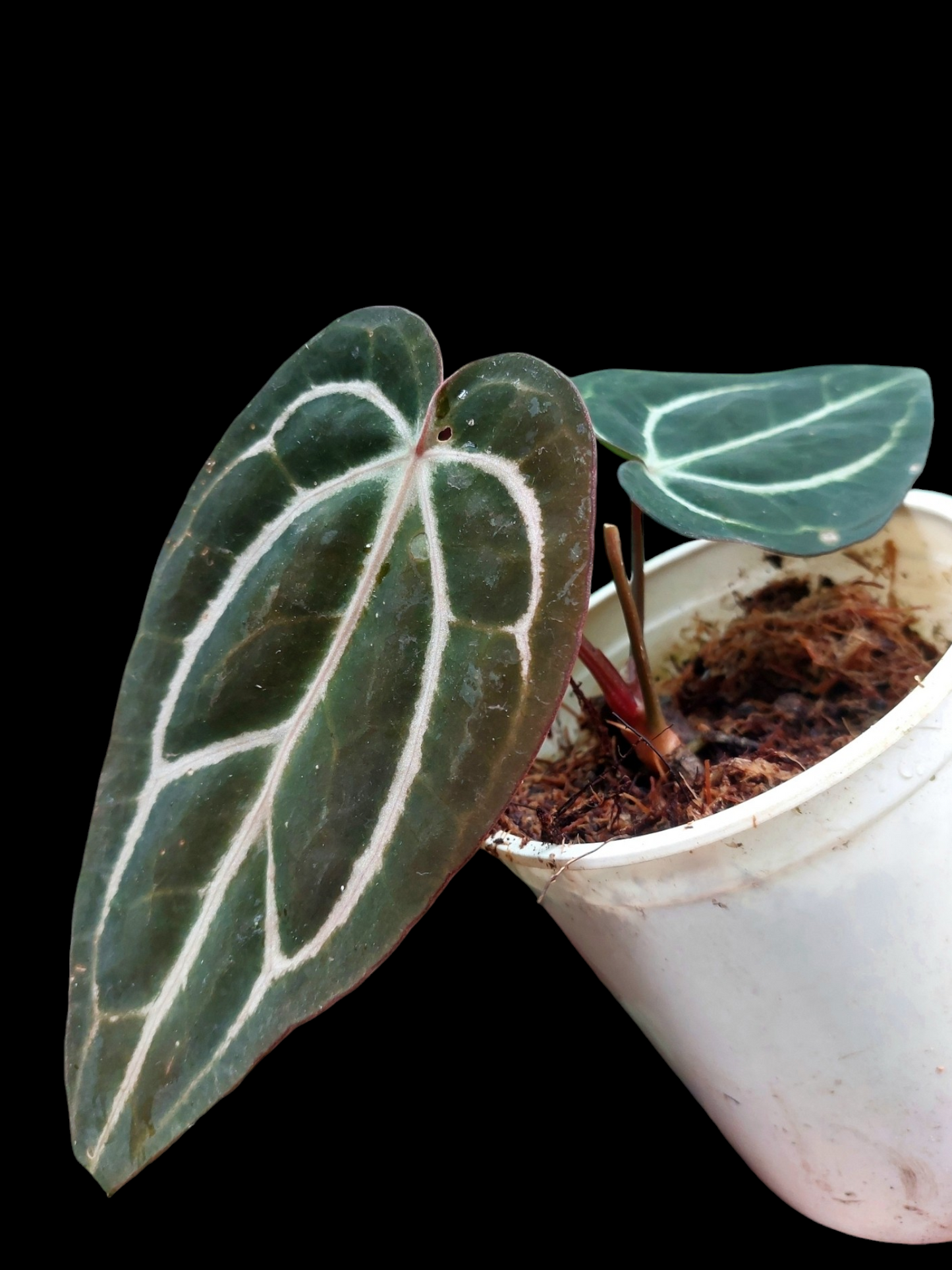 Anthurium Carlablackiae SLIM Type (EXACT PLANT)