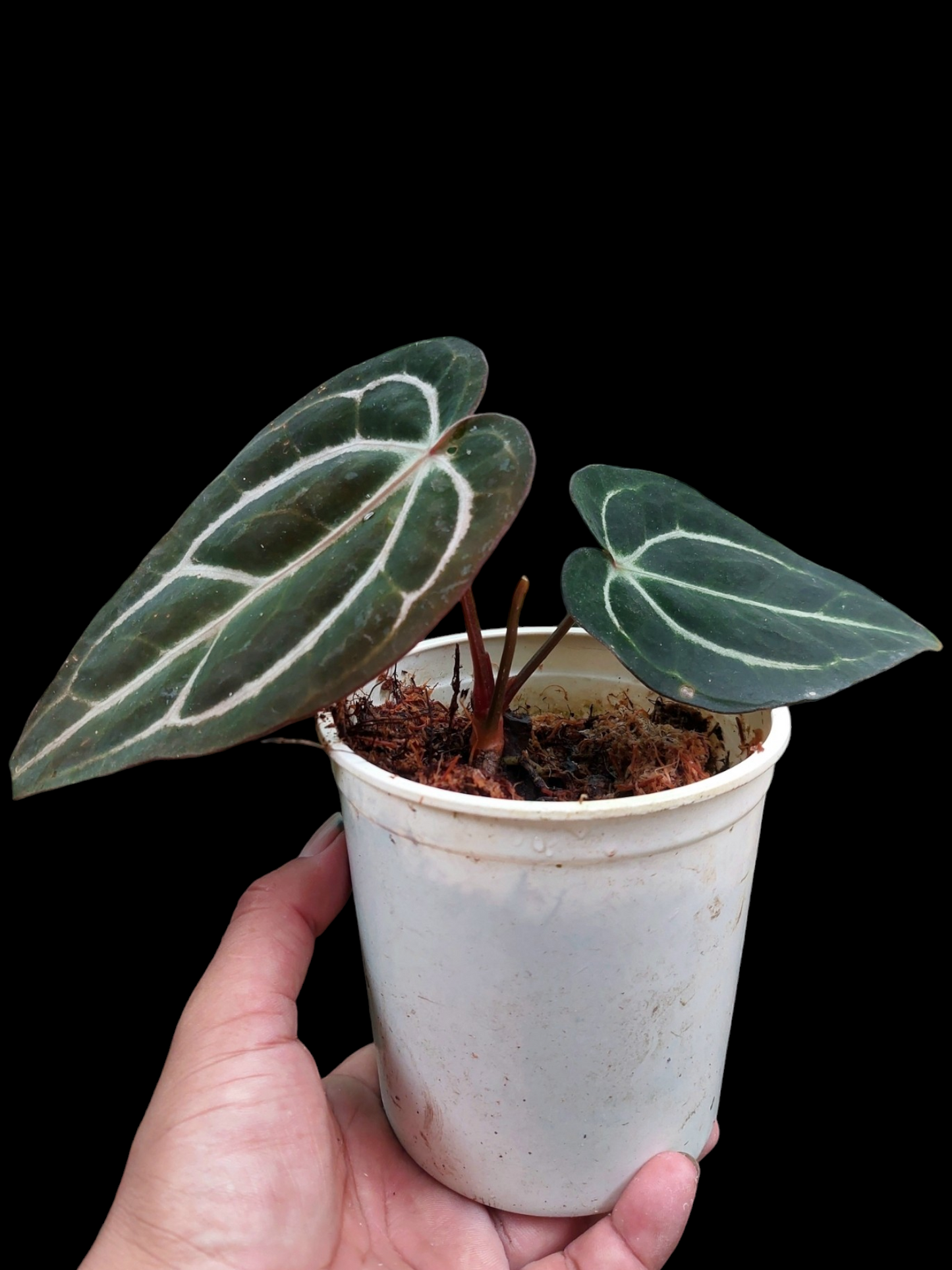 Anthurium Carlablackiae SLIM Type (EXACT PLANT)