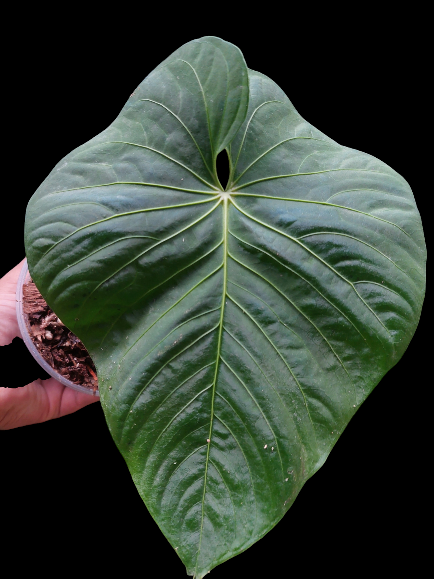 Anthurium sp. 'Colombianense' (EXACT PLANT)