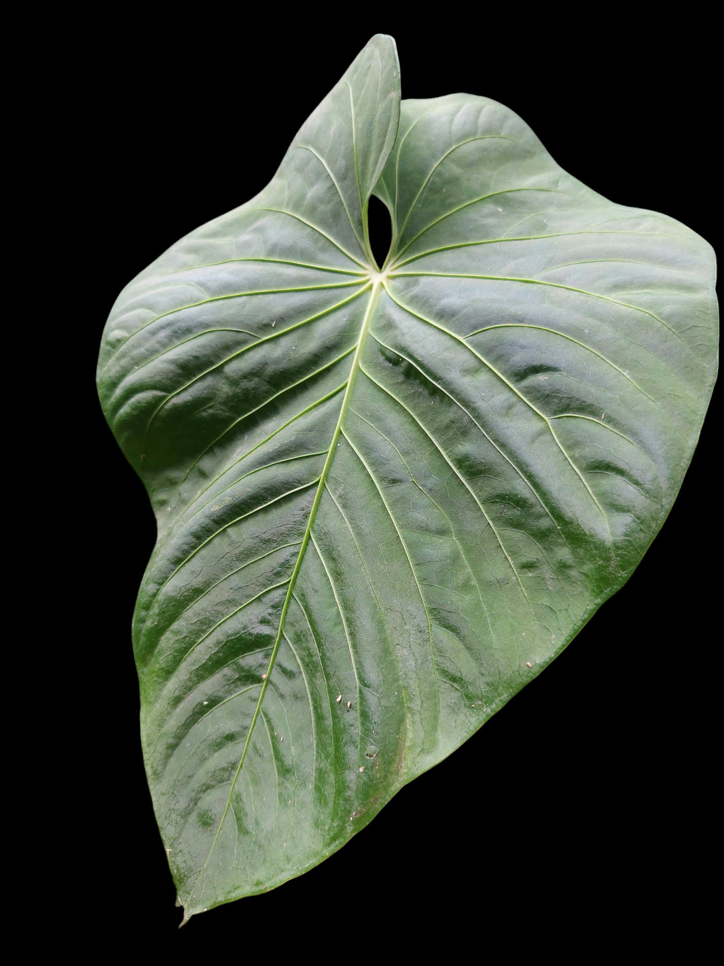 Anthurium sp. 'Colombianense' (EXACT PLANT)