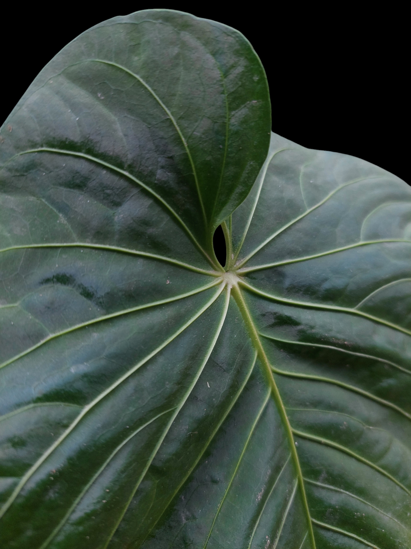 Anthurium sp. 'Colombianense' (EXACT PLANT)