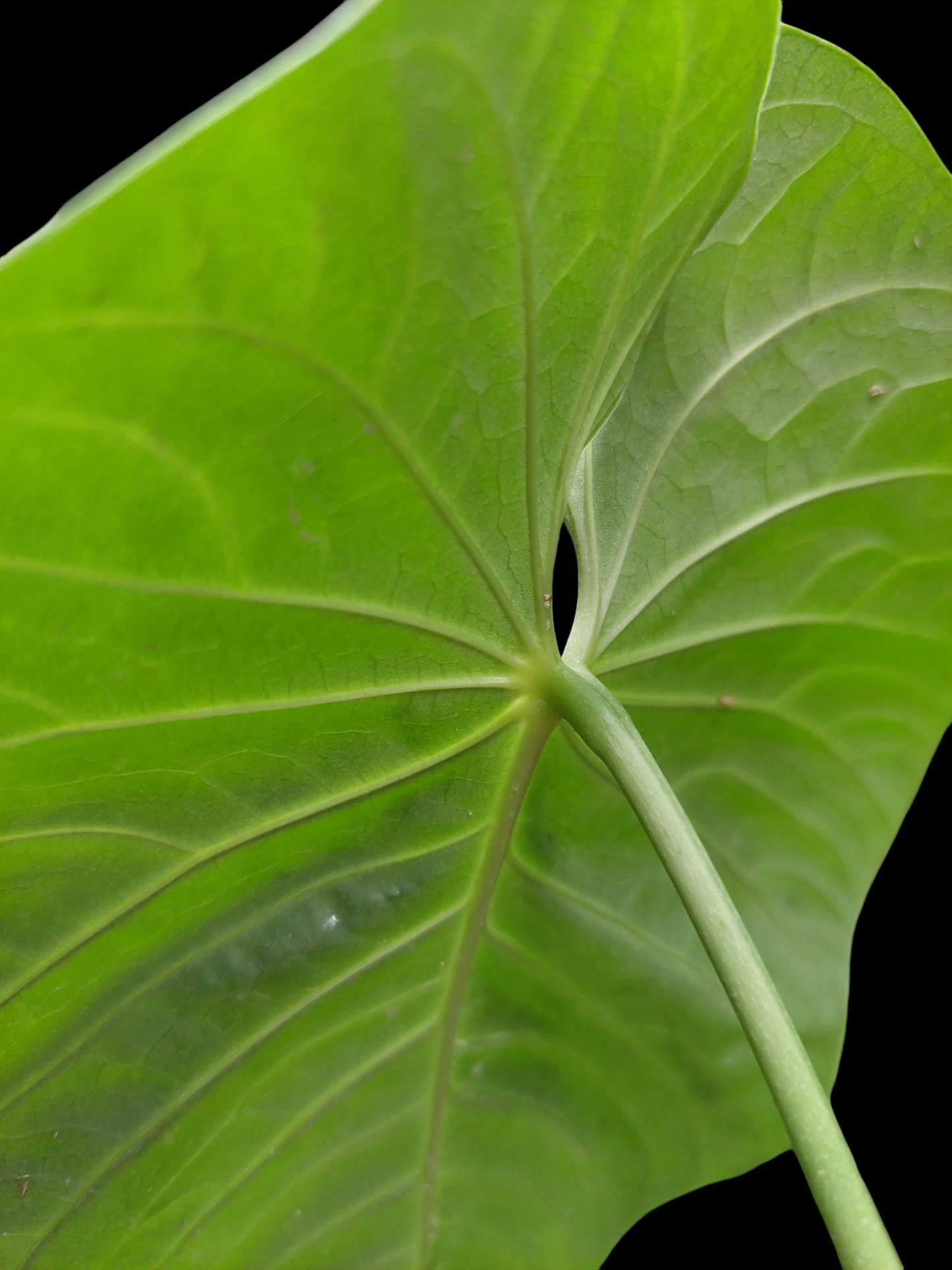 Anthurium sp. 'Colombianense' (EXACT PLANT)