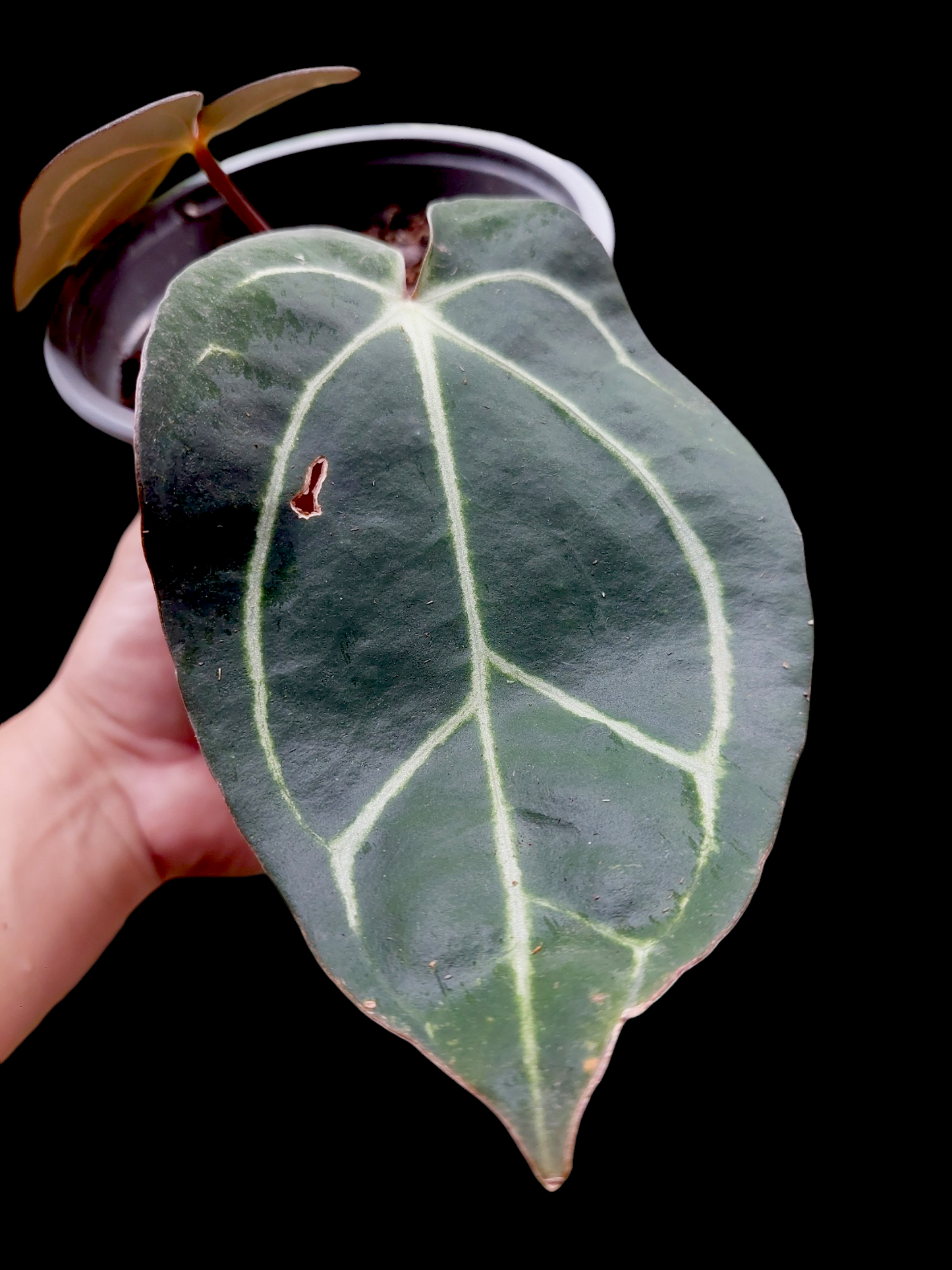 Anthurium Carlablackiae Dark Petiole Wild Ecotype with 2 Leaves (EXACT PLANT)