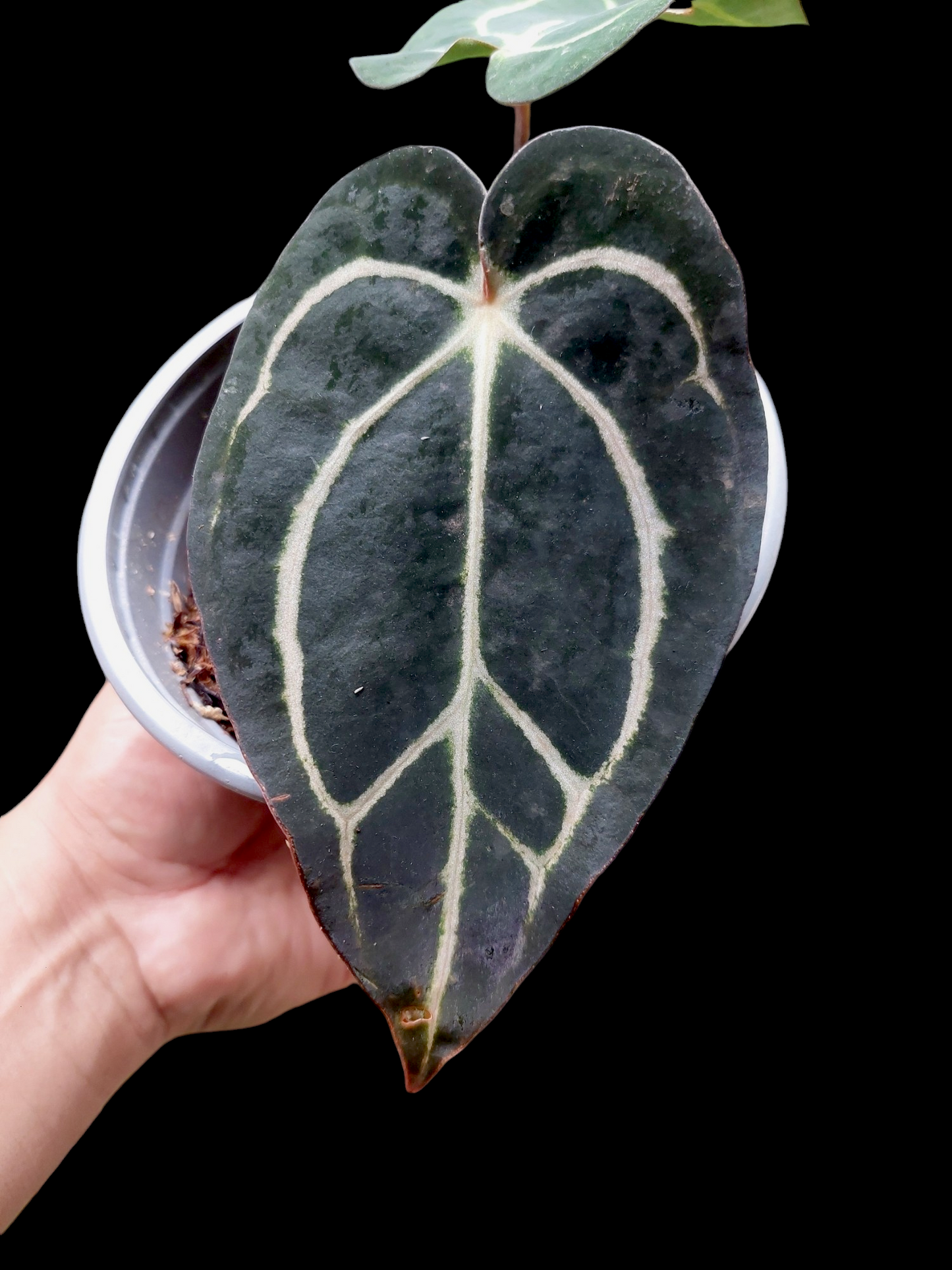 Anthurium Carlablackiae Dark Petiole Wild Ecotype with 2 Leaves (EXACT PLANT)