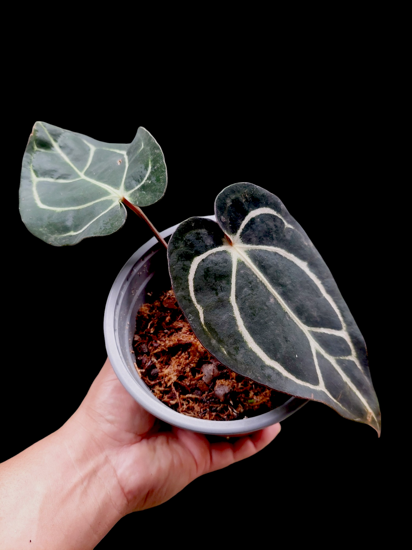 Anthurium Carlablackiae Dark Petiole Wild Ecotype with 2 Leaves (EXACT PLANT)