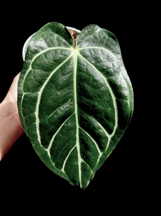 Anthurium Carlablackiae LARGE size Wild Ecotype New Leaf is Growing (EXACT PLANT)