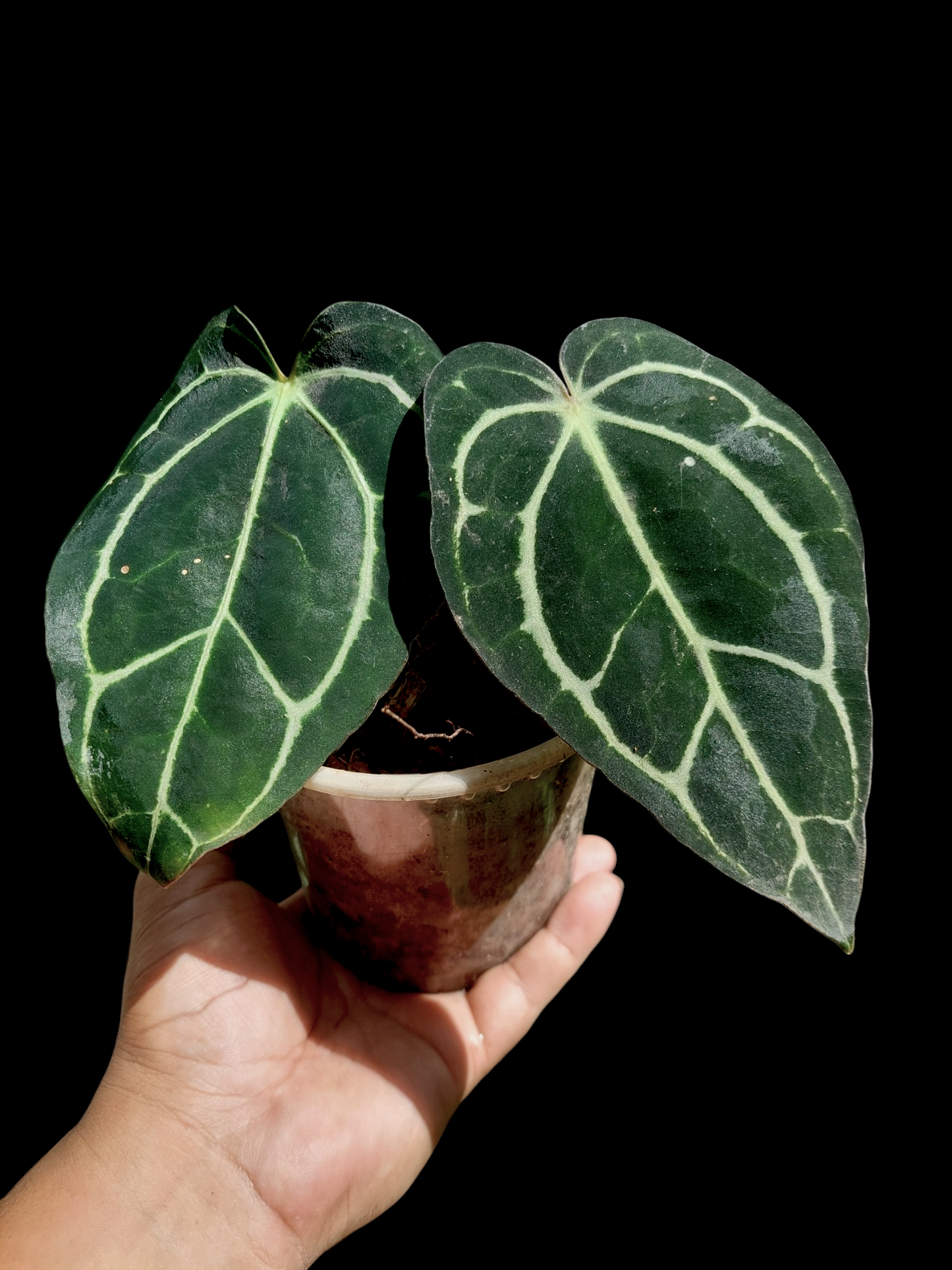 Anthurium Carlablackiae Wild Ecotype with 2 Leaves(EXACT PLANT)