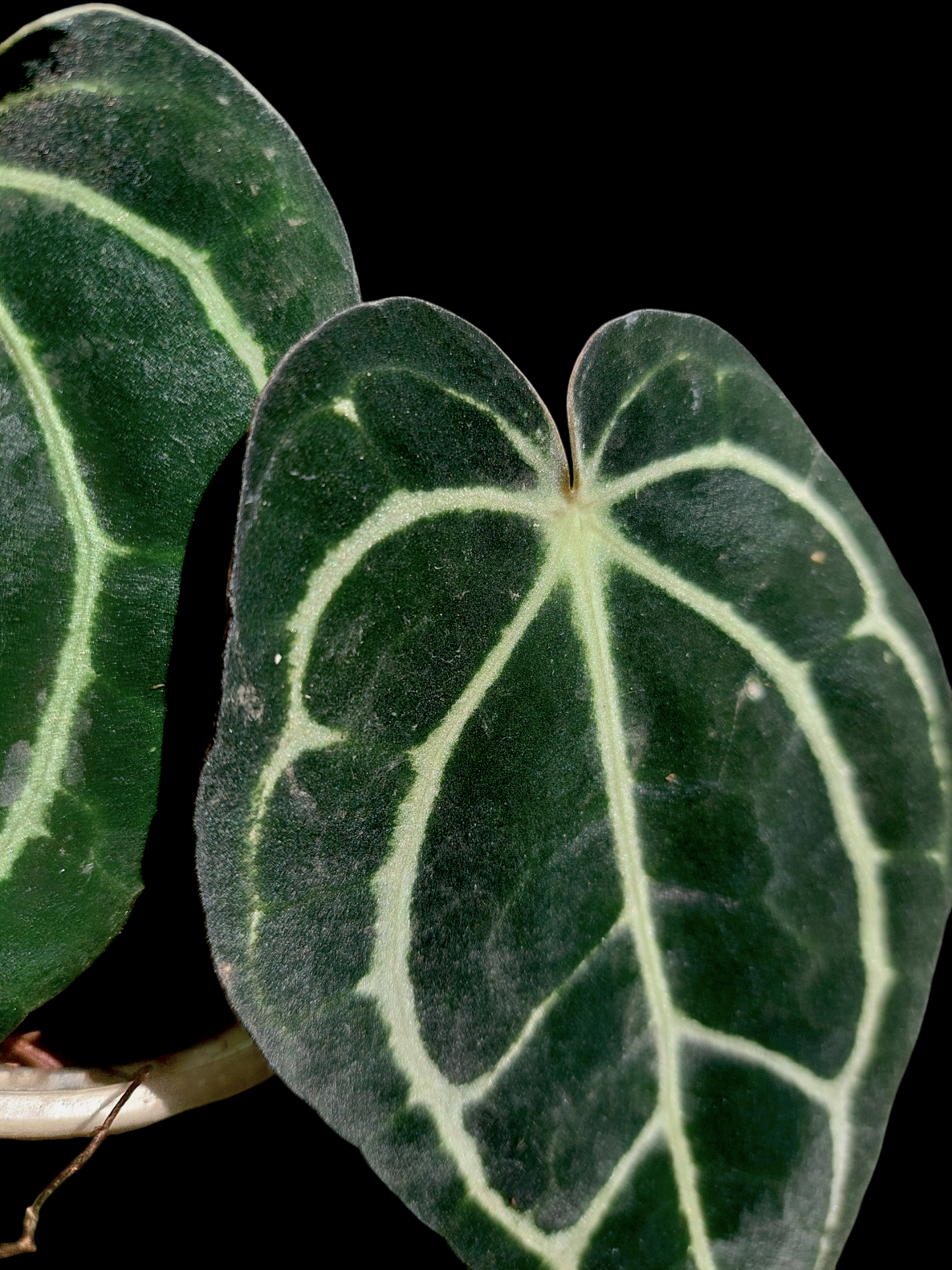 Anthurium Carlablackiae Wild Ecotype with 2 Leaves(EXACT PLANT)