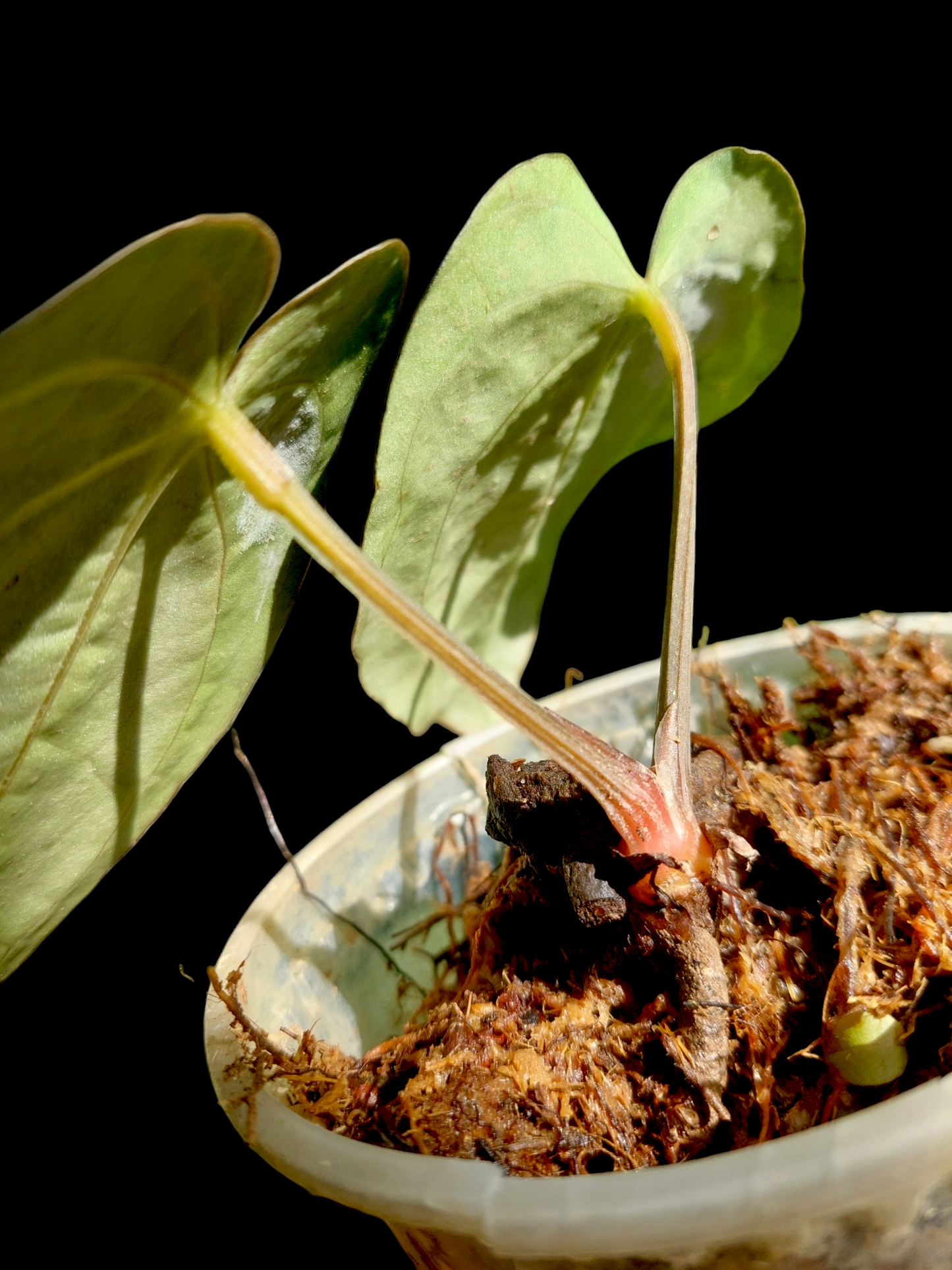 Anthurium Carlablackiae Wild Ecotype with 2 Leaves(EXACT PLANT)