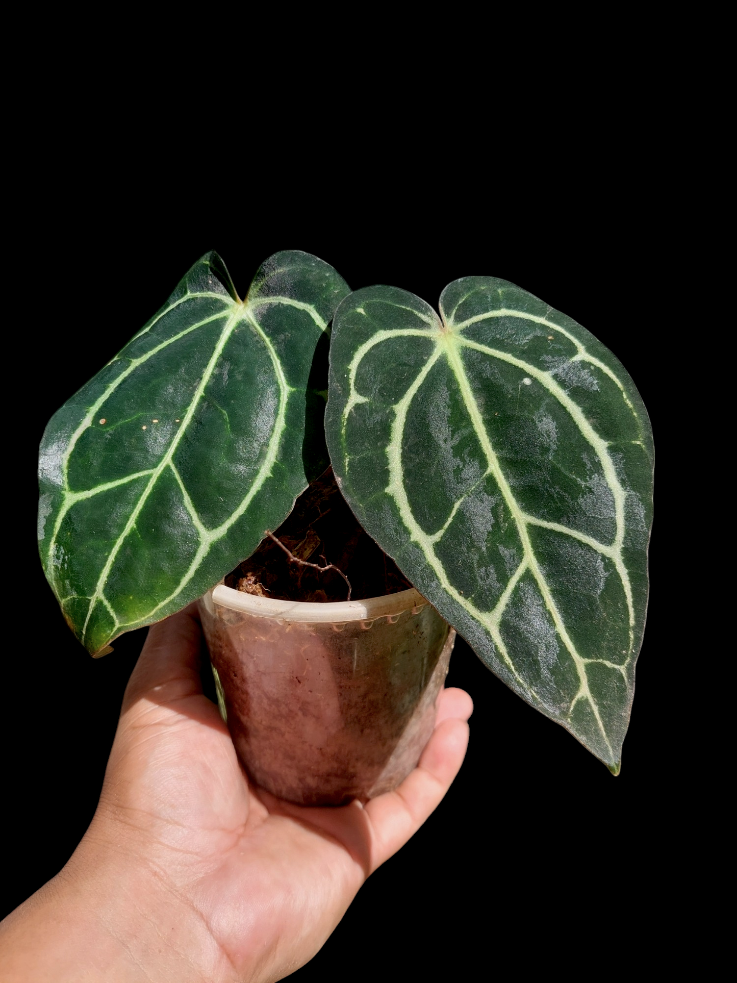 Anthurium Carlablackiae Wild Ecotype with 2 Leaves(EXACT PLANT)