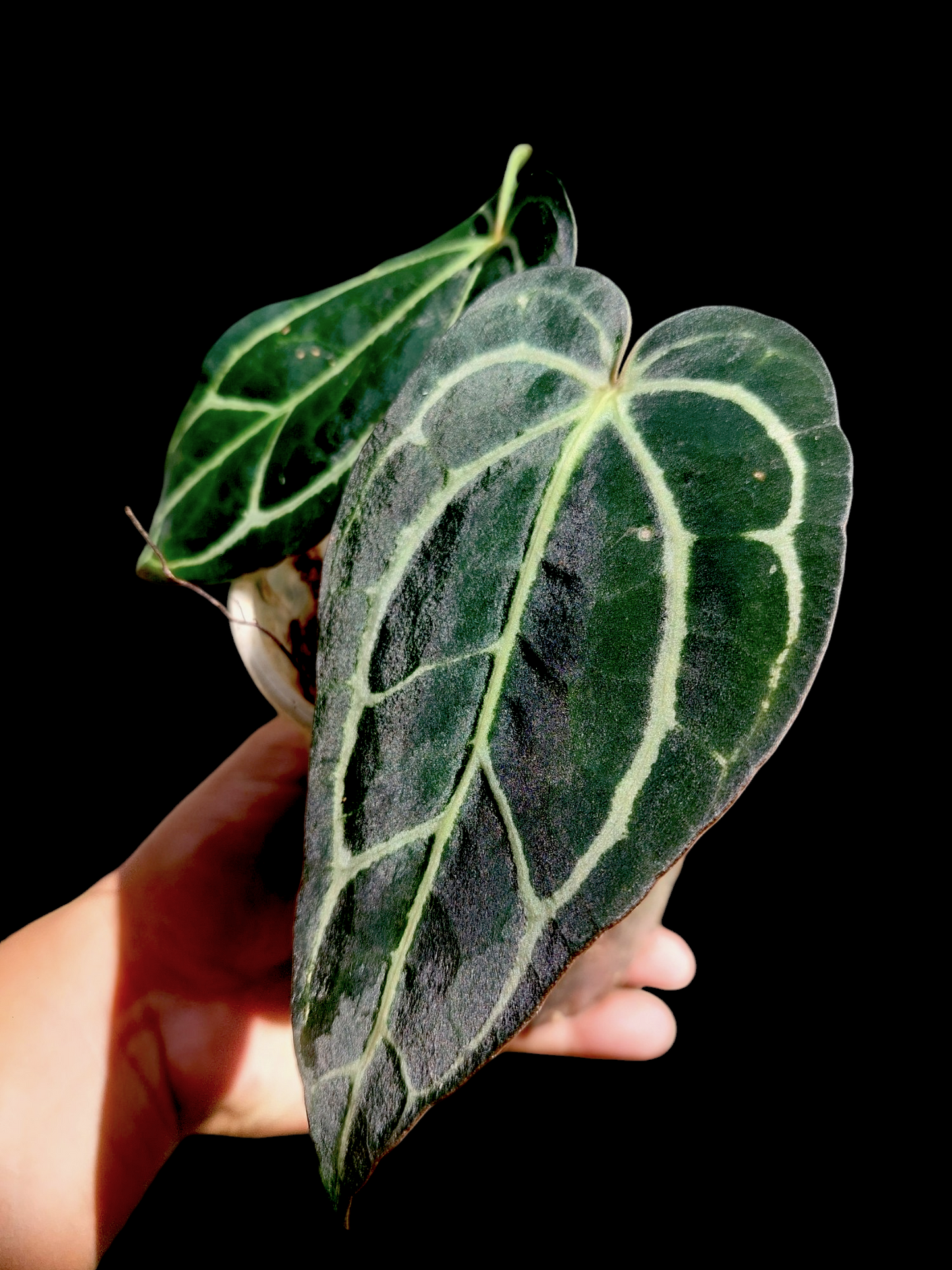 Anthurium Carlablackiae Wild Ecotype with 2 Leaves(EXACT PLANT)