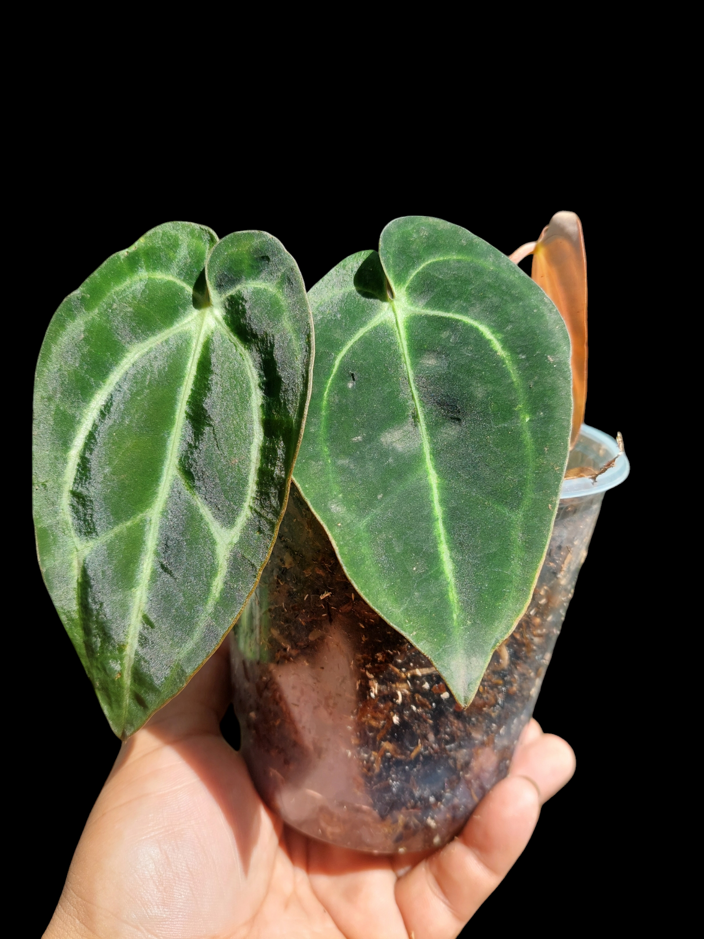 Anthurium Carlablackiae Wild Ecotype with 3 Leaves(EXACT PLANT)