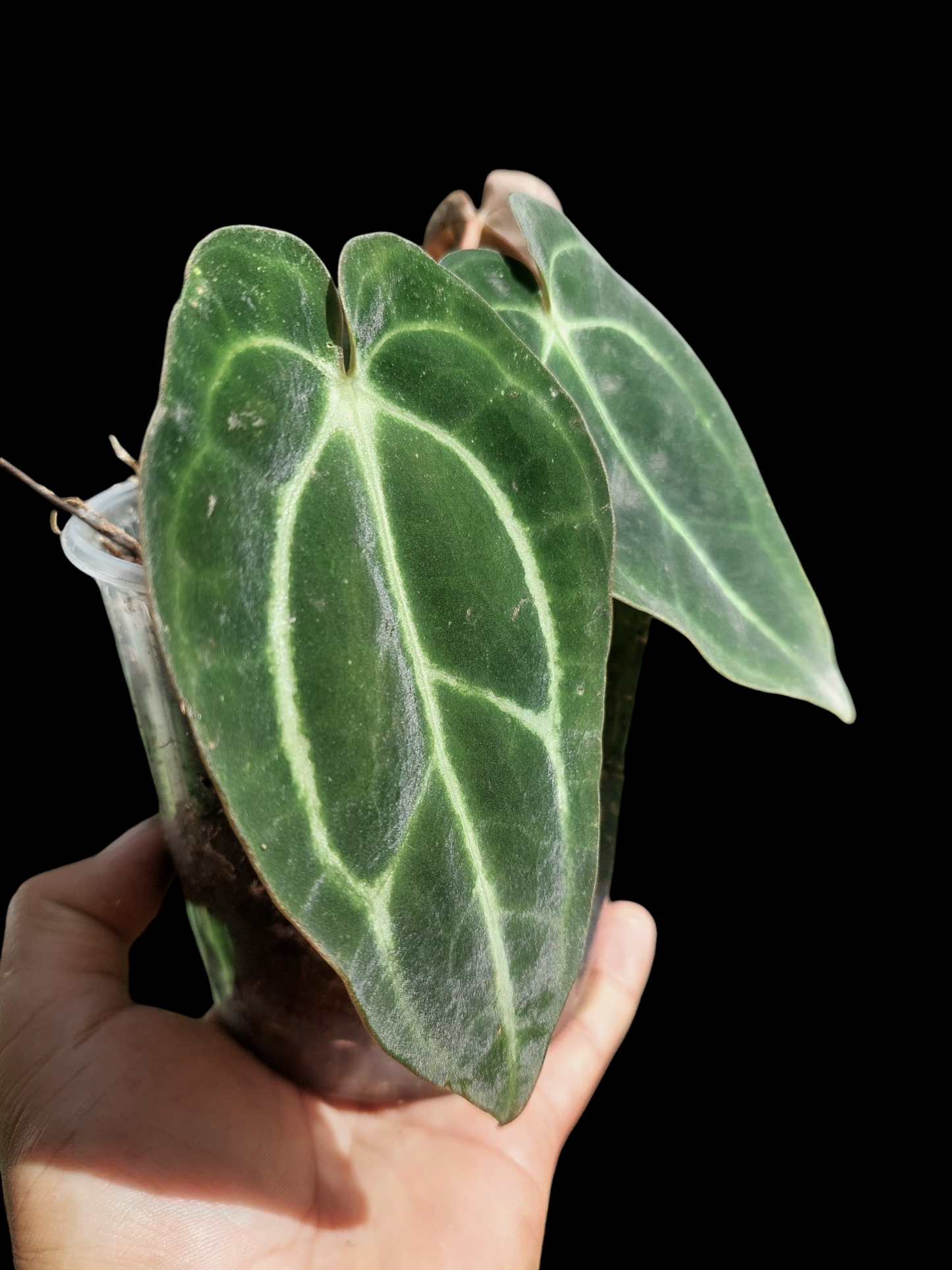 Anthurium Carlablackiae Wild Ecotype with 3 Leaves(EXACT PLANT)