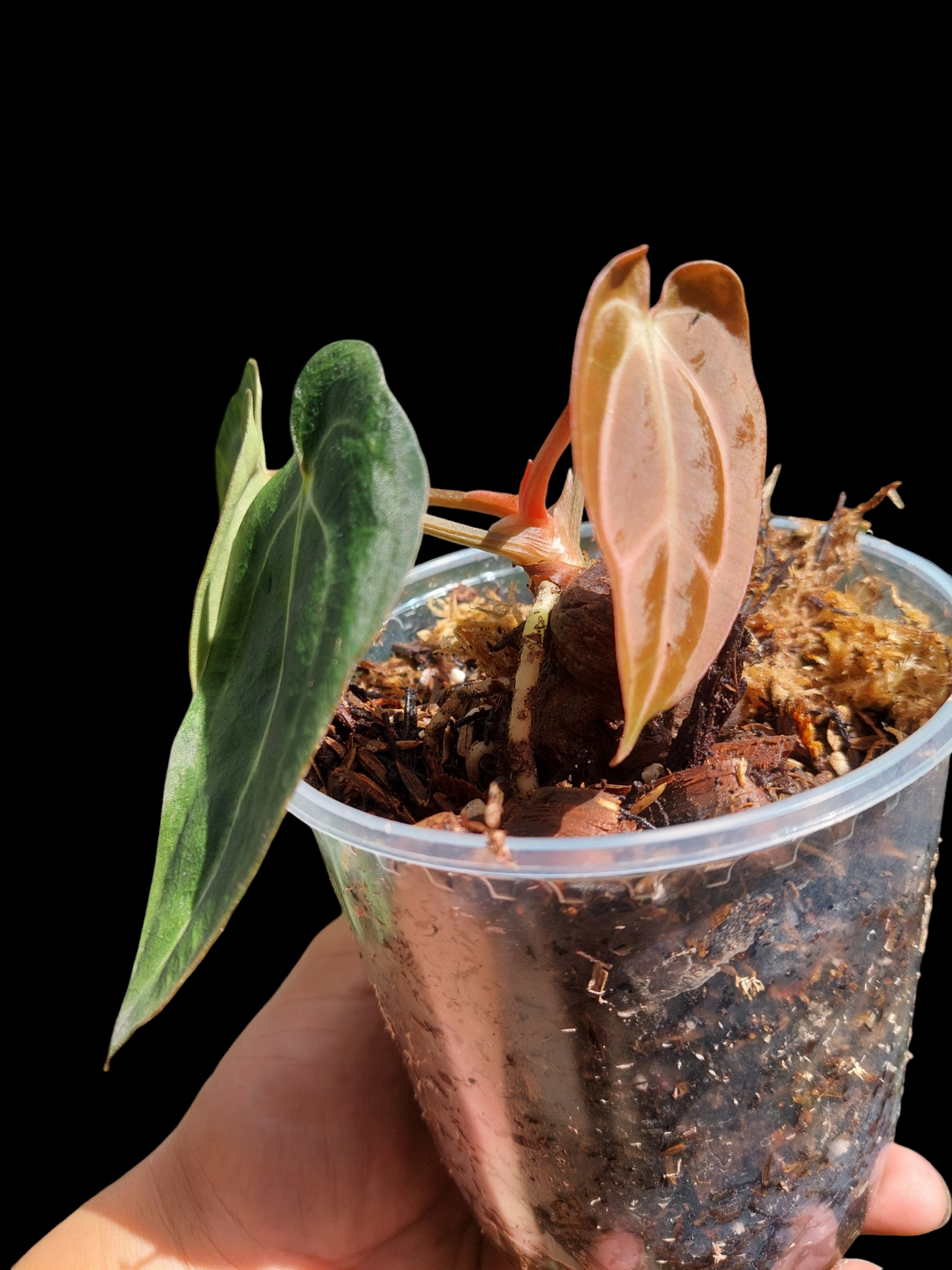 Anthurium Carlablackiae Wild Ecotype with 3 Leaves(EXACT PLANT)