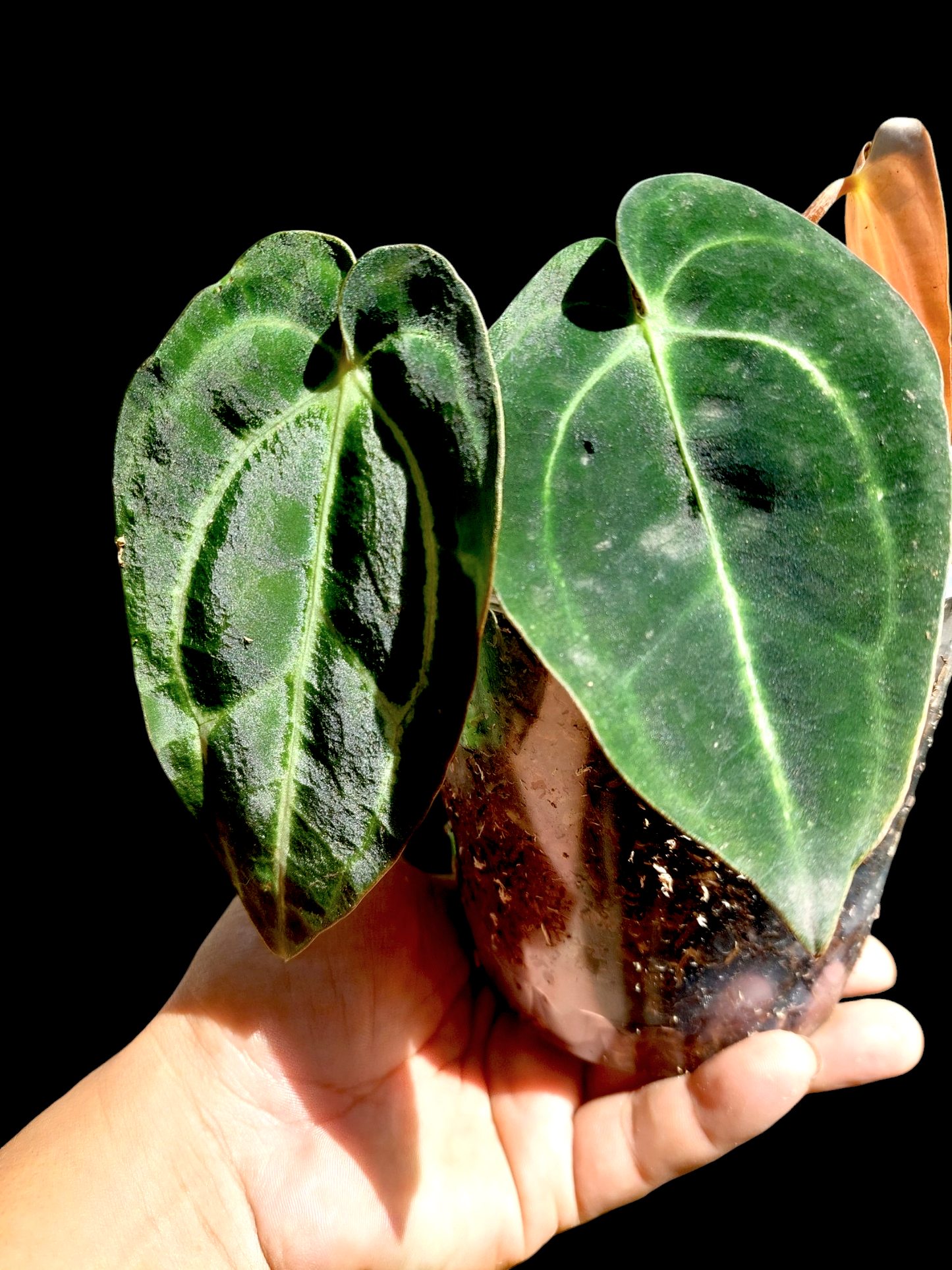 Anthurium Carlablackiae Wild Ecotype with 3 Leaves(EXACT PLANT)