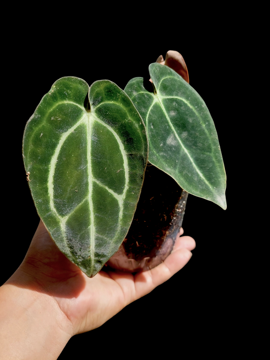 Anthurium Carlablackiae Wild Ecotype with 3 Leaves(EXACT PLANT)