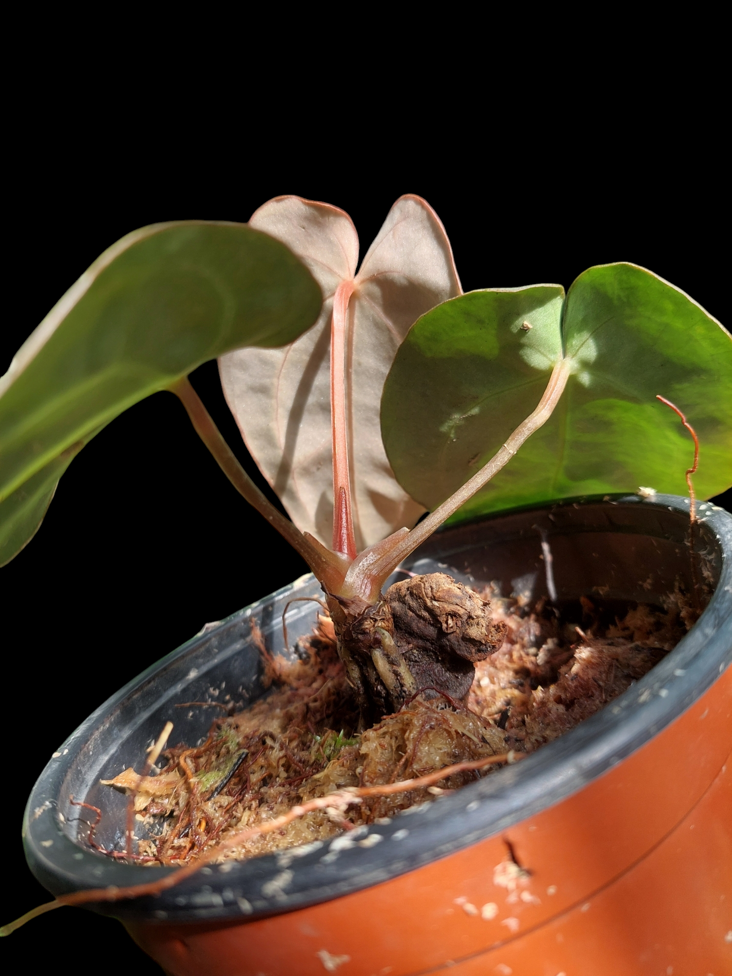 Anthurium Carlablackiae Wild Ecotype with 3 Leaves(EXACT PLANT)