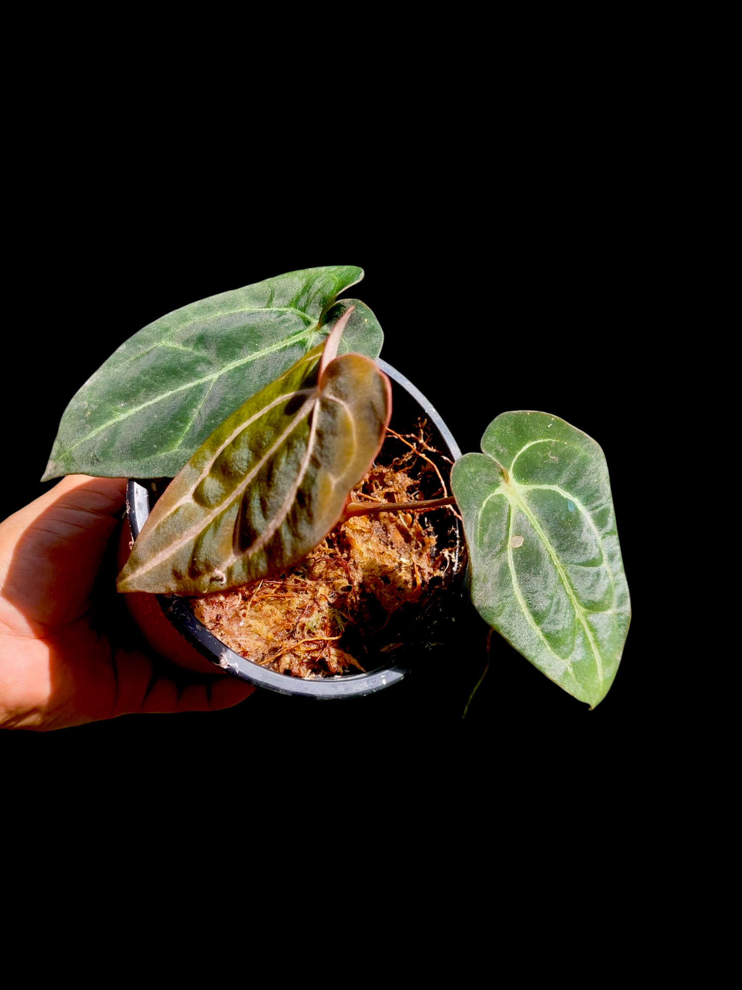 Anthurium Carlablackiae Wild Ecotype with 3 Leaves(EXACT PLANT)