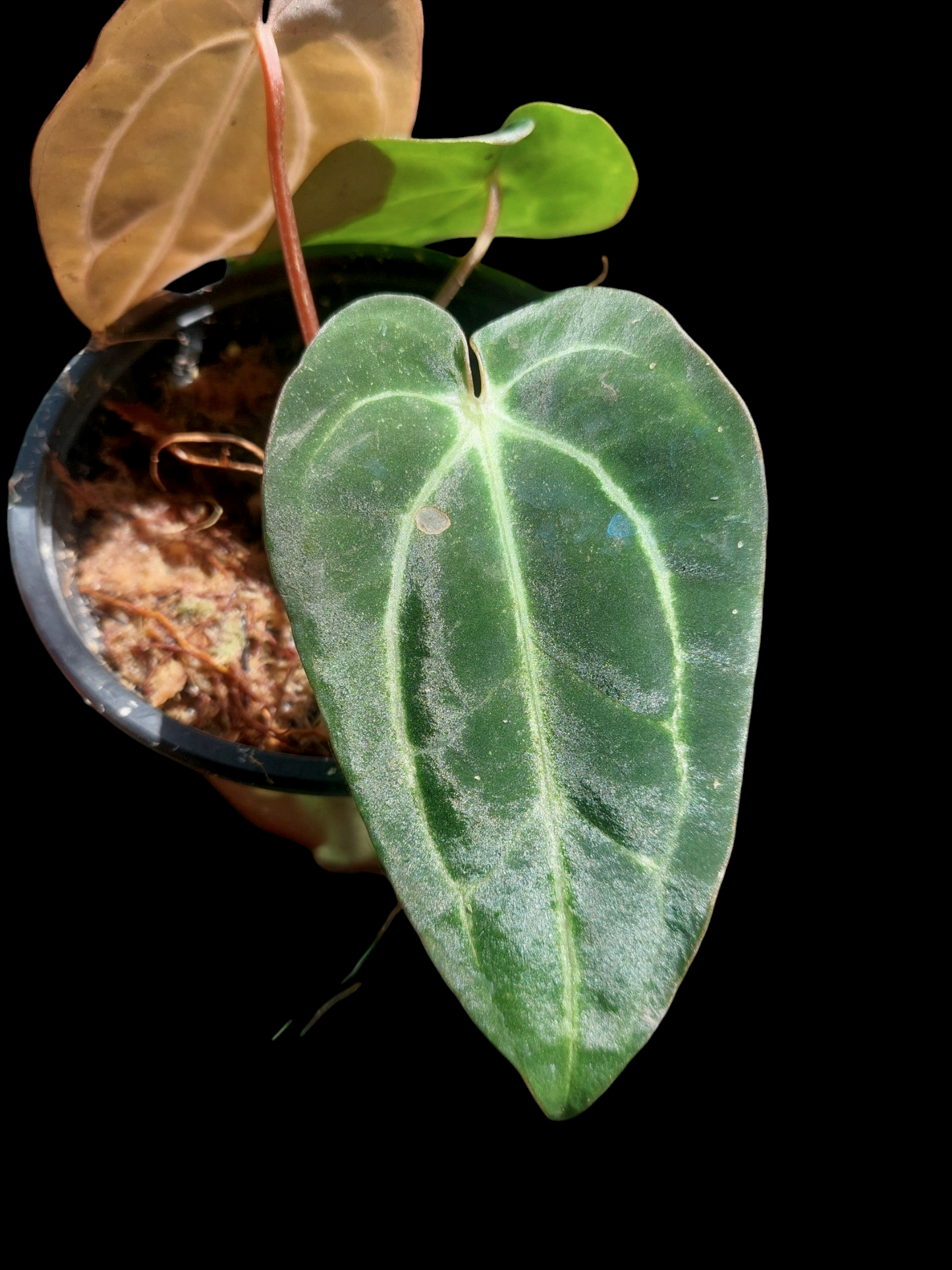 Anthurium Carlablackiae Wild Ecotype with 3 Leaves(EXACT PLANT)