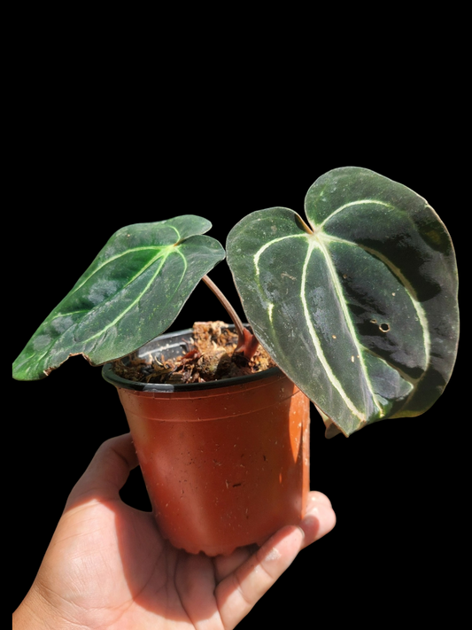 Anthurium Carlablackiae Wild Ecotype with 2 Leaves(EXACT PLANT)