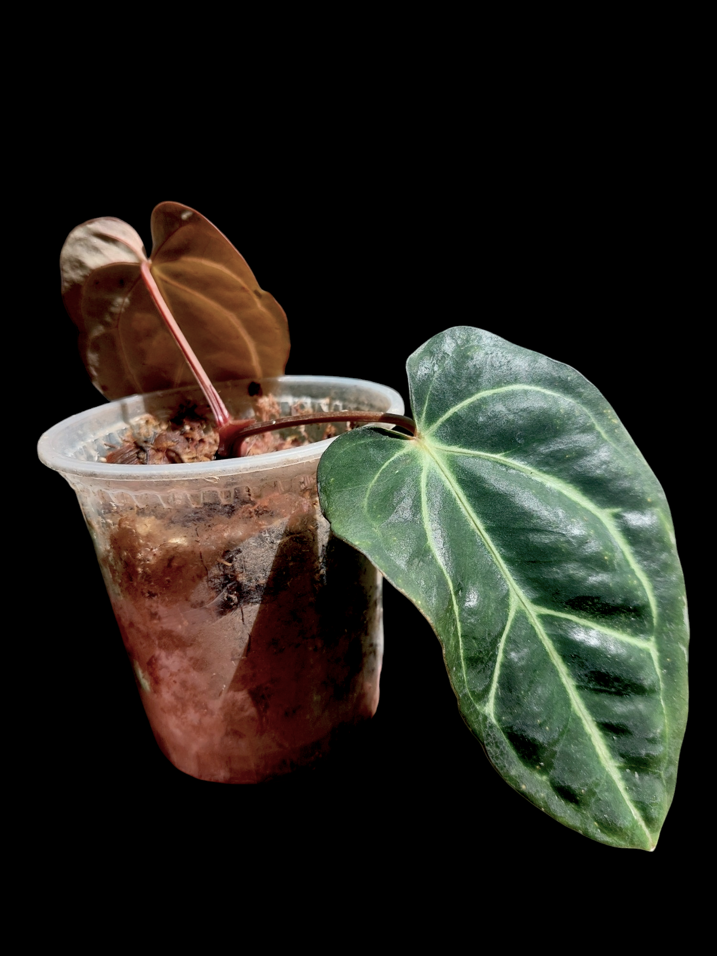 Anthurium Carlablackiae Wild Ecotype with 2 Leaves(EXACT PLANT)