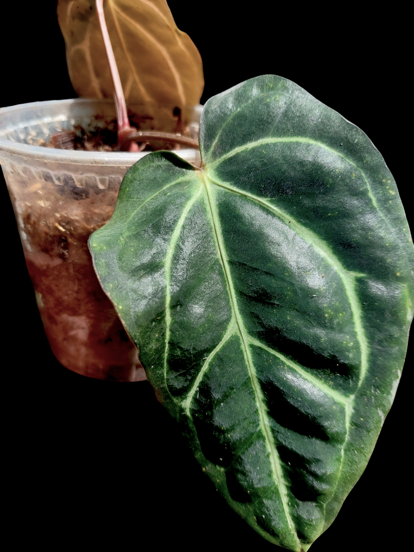 Anthurium Carlablackiae Wild Ecotype with 2 Leaves(EXACT PLANT)