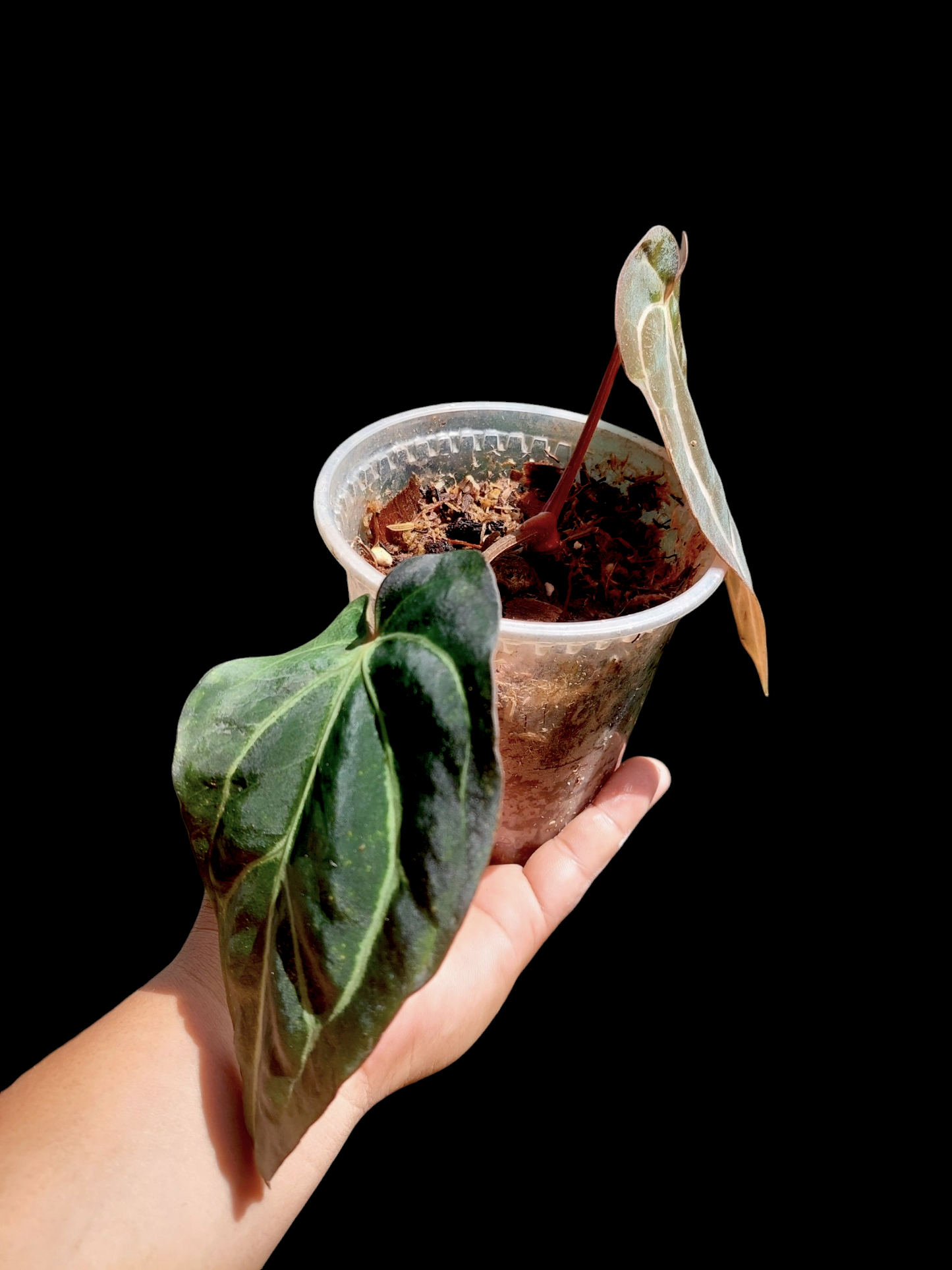 Anthurium Carlablackiae Wild Ecotype with 2 Leaves(EXACT PLANT)