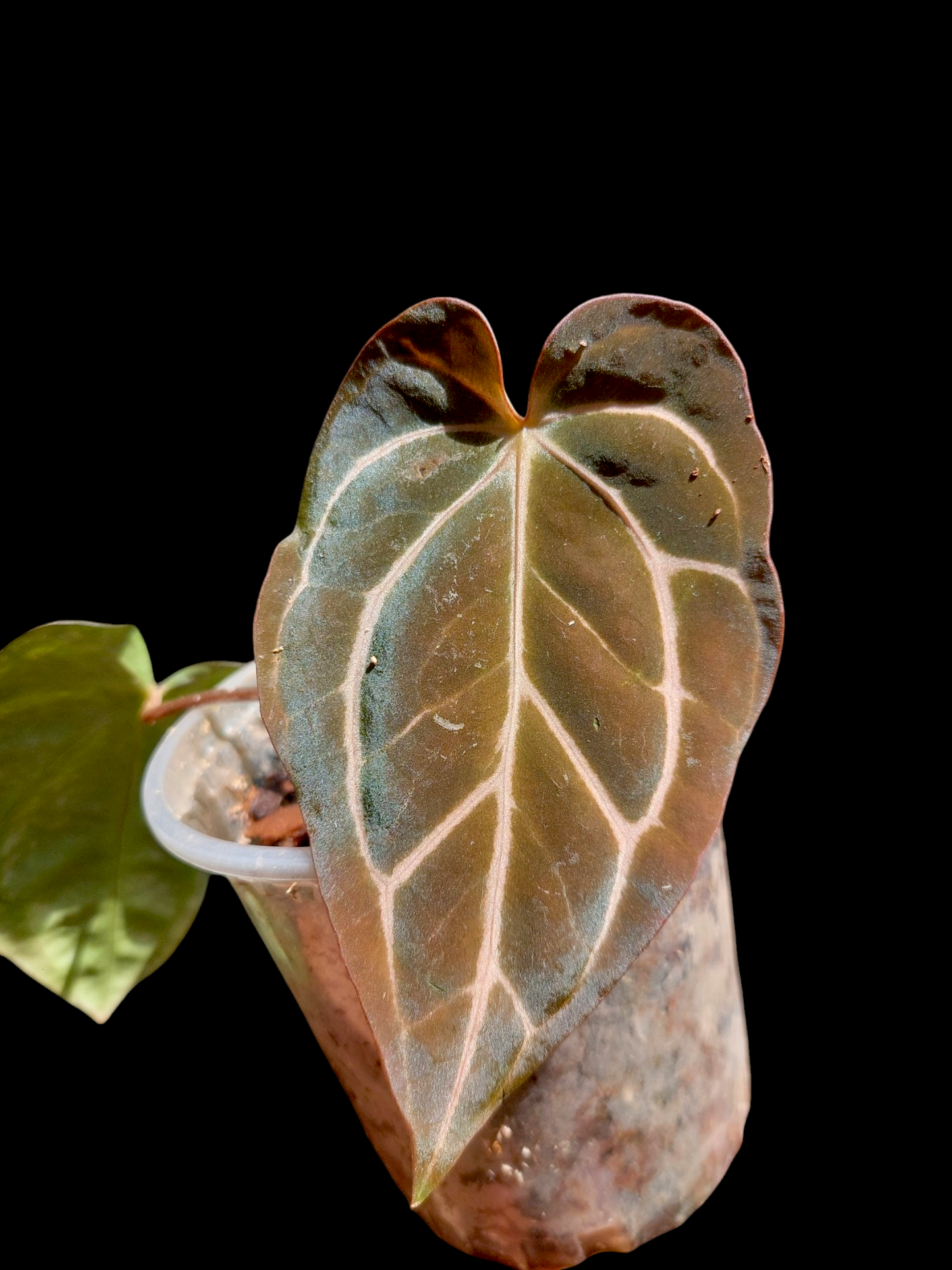 Anthurium Carlablackiae Wild Ecotype with 2 Leaves(EXACT PLANT)