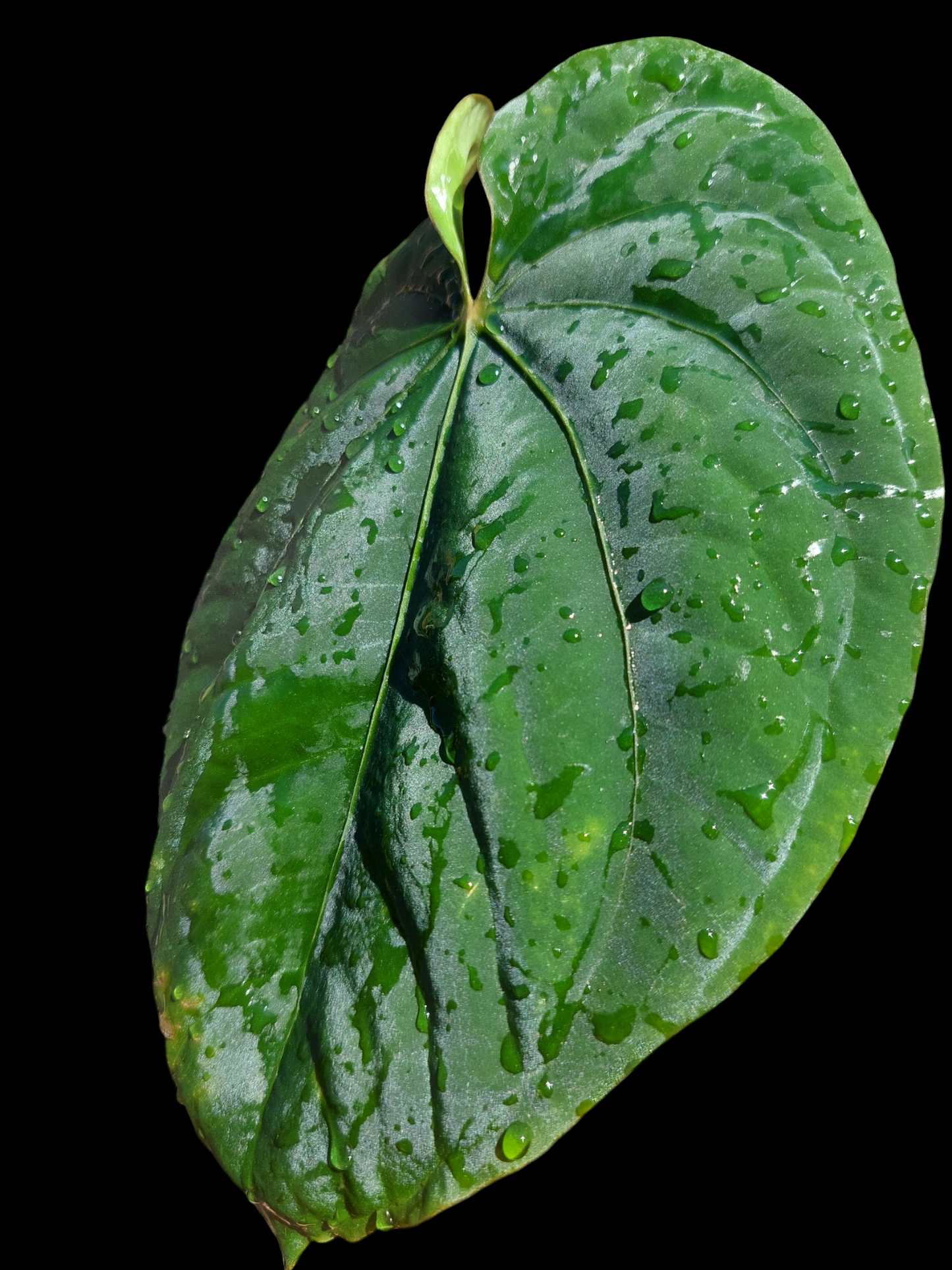 Anthurium Dressleri Special Phenotype Wild Ecotype BIG PLANT (EXACT PLANT)