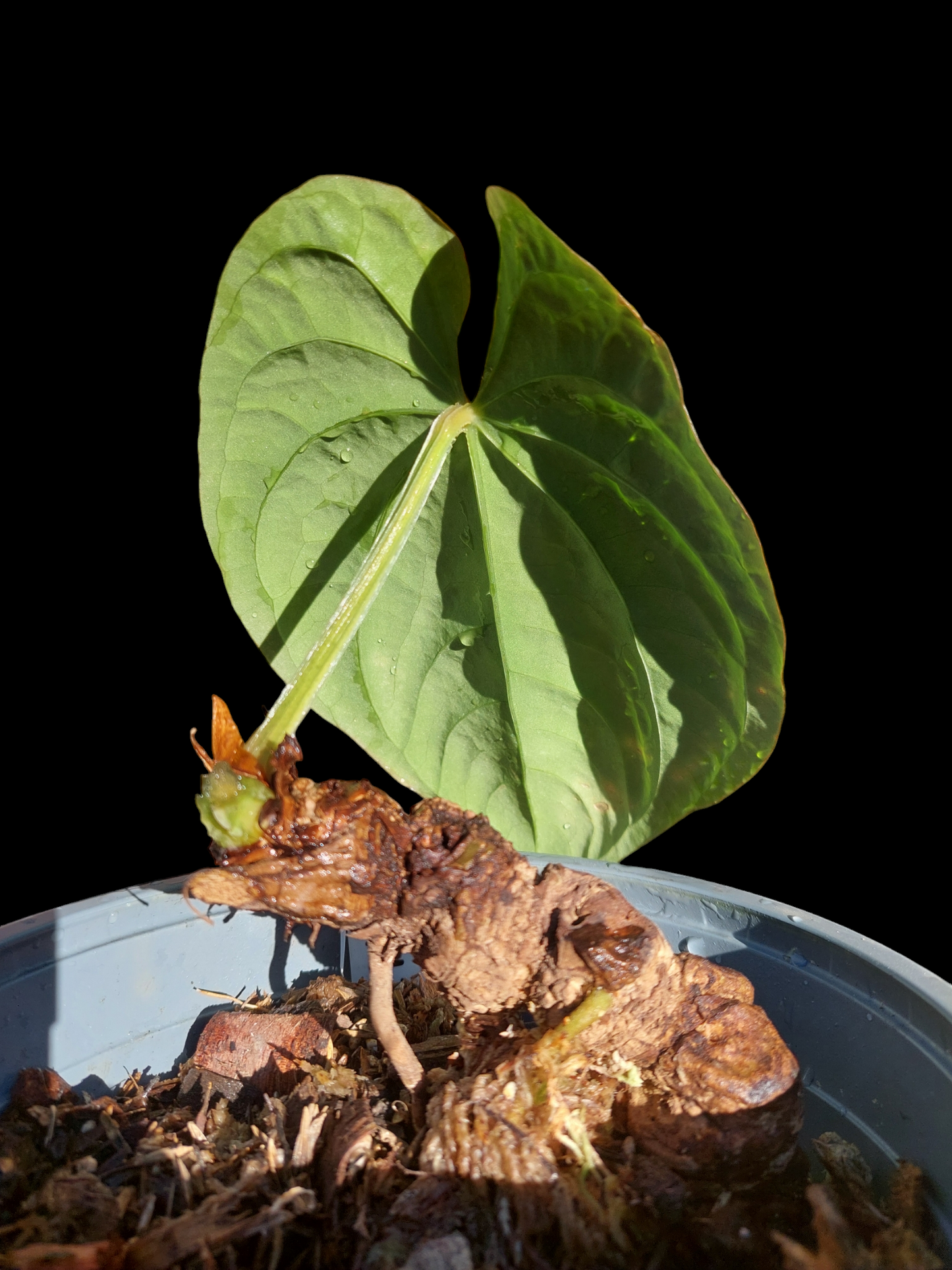 Anthurium Dressleri Special Phenotype Wild Ecotype BIG PLANT (EXACT PLANT)