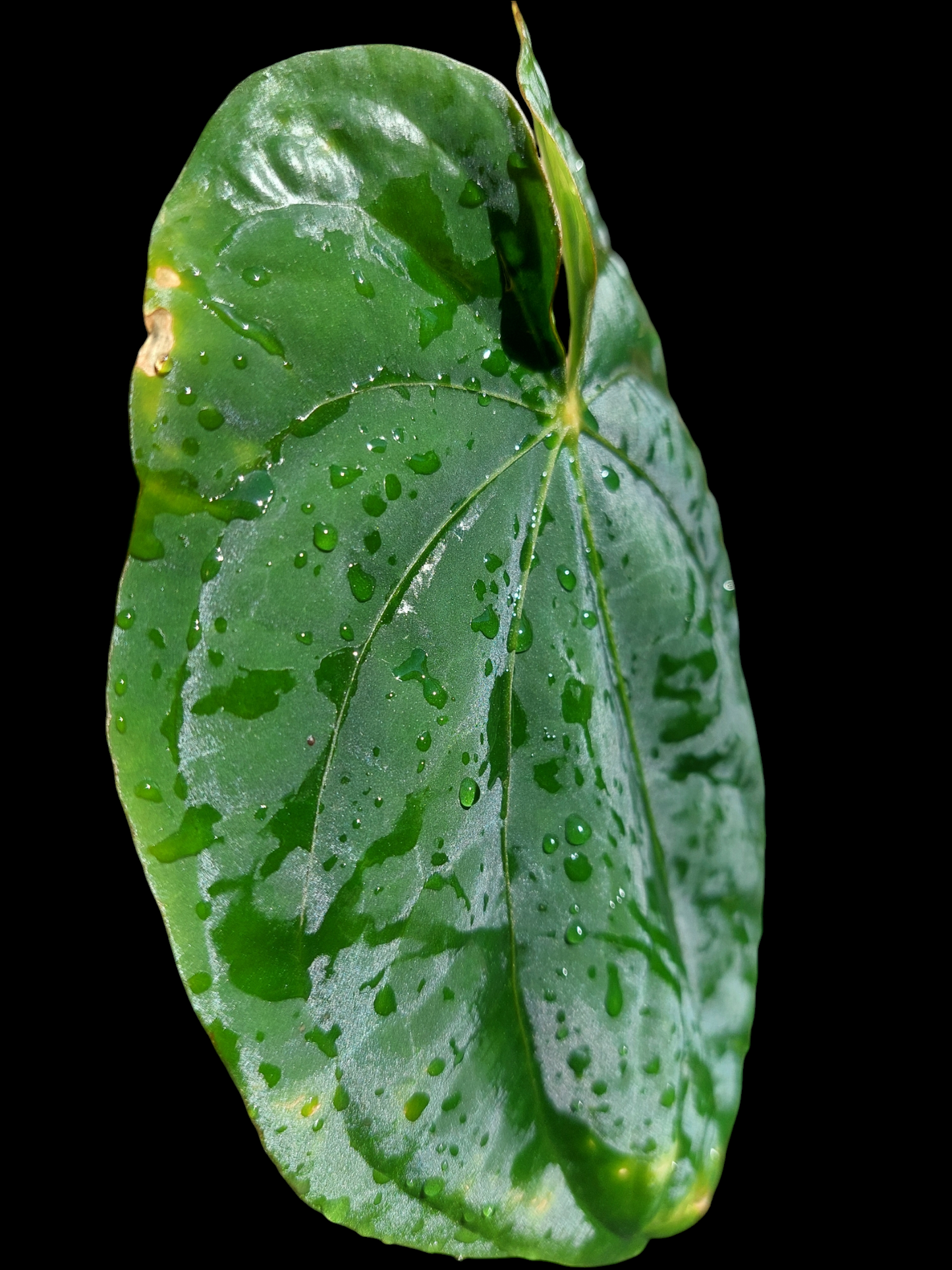 Anthurium Dressleri Special Phenotype Wild Ecotype BIG PLANT (EXACT PLANT)